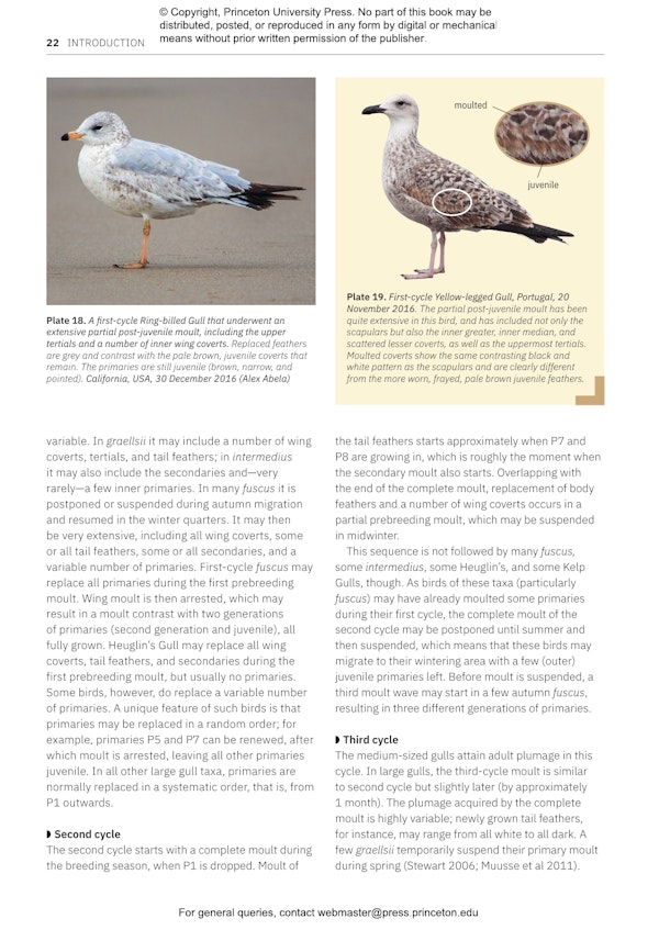 Gulls of Europe, North Africa, and the Middle East | Princeton ...