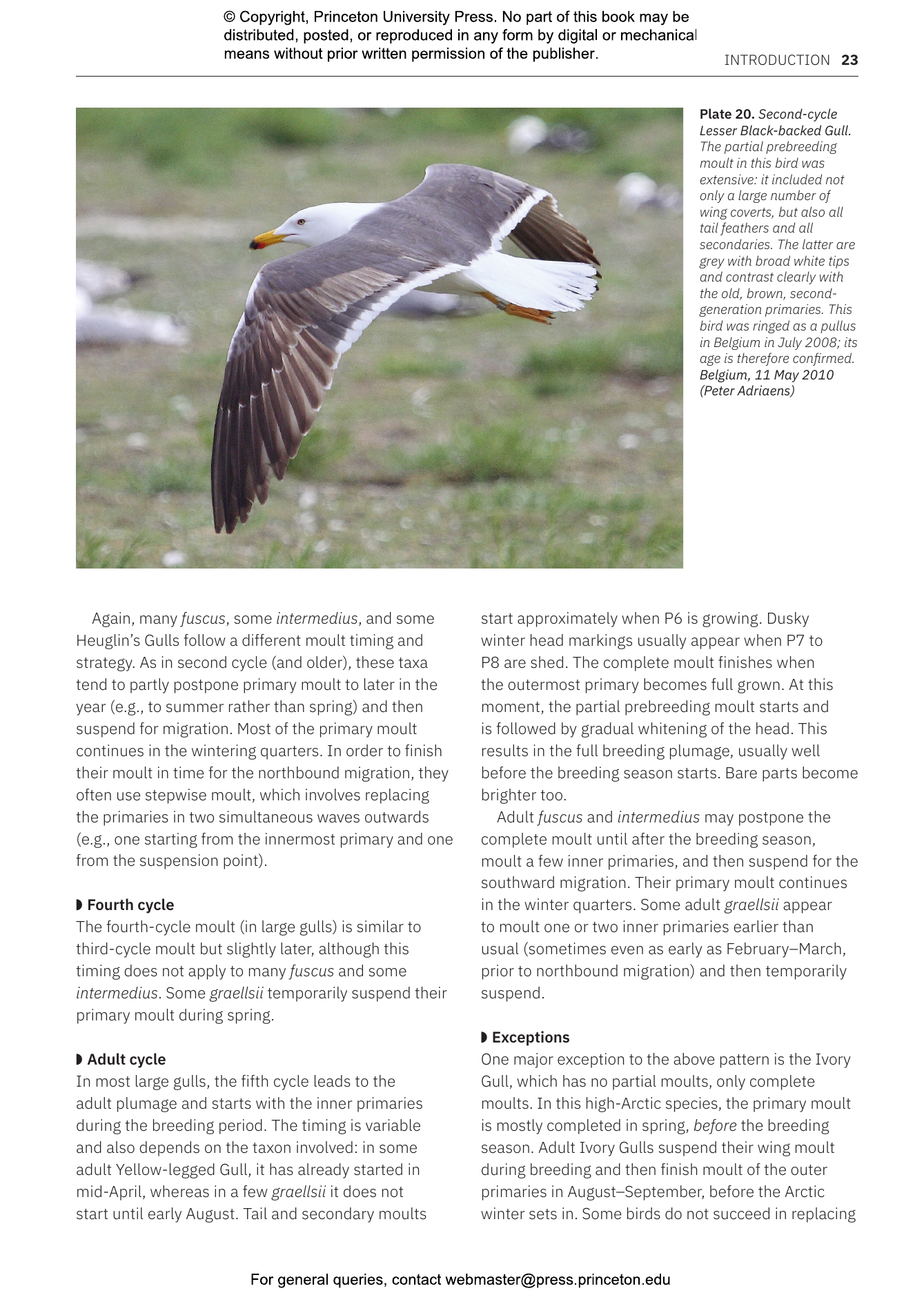 洋書 Gulls of Europe, Asia and North America 9780691222837.jpg?fit=fill&