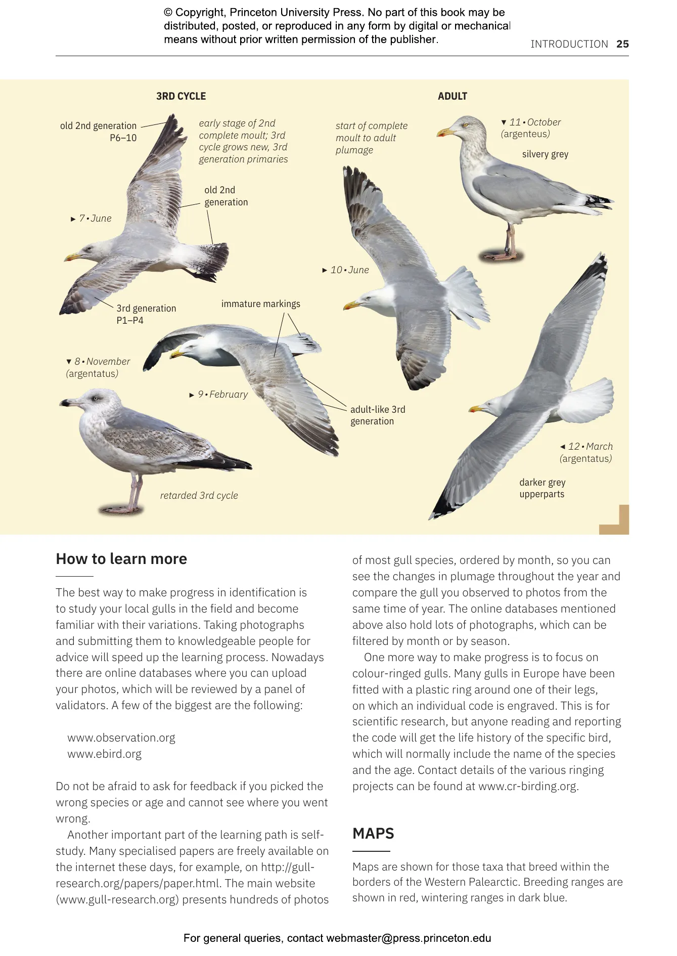 Gulls of Europe, North Africa, and the Middle East | Princeton