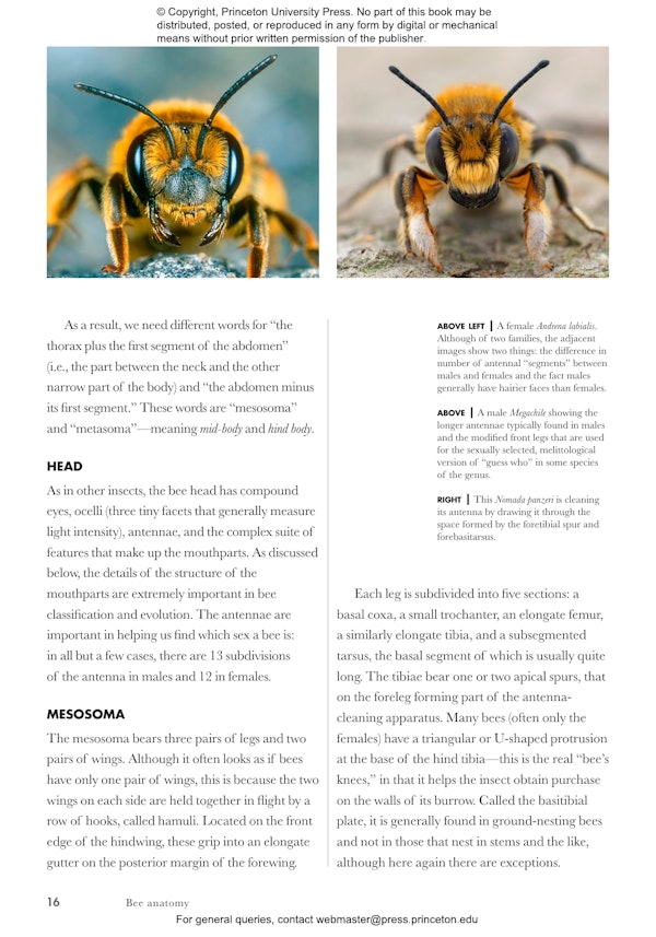 Bees of the World | Princeton University Press