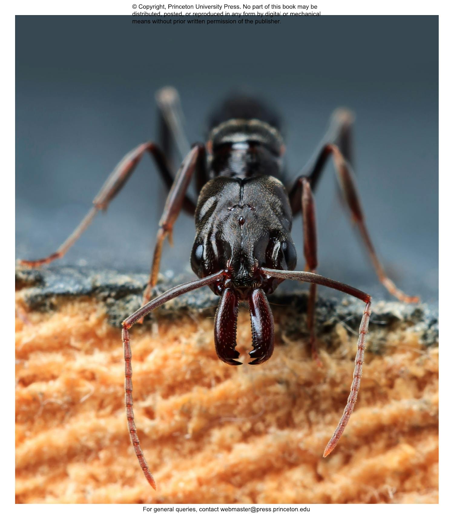 Ants Princeton University Press