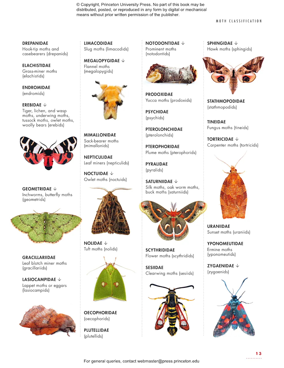 Moths Examples The Lives of Moths | Princeton University Press