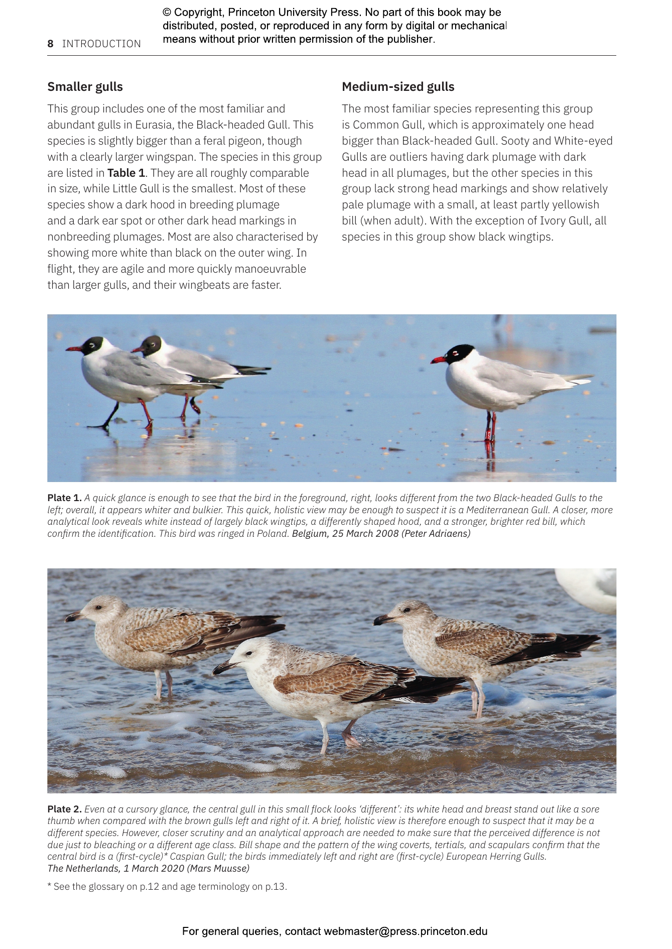 Gulls of Europe, North Africa, and the Middle East
