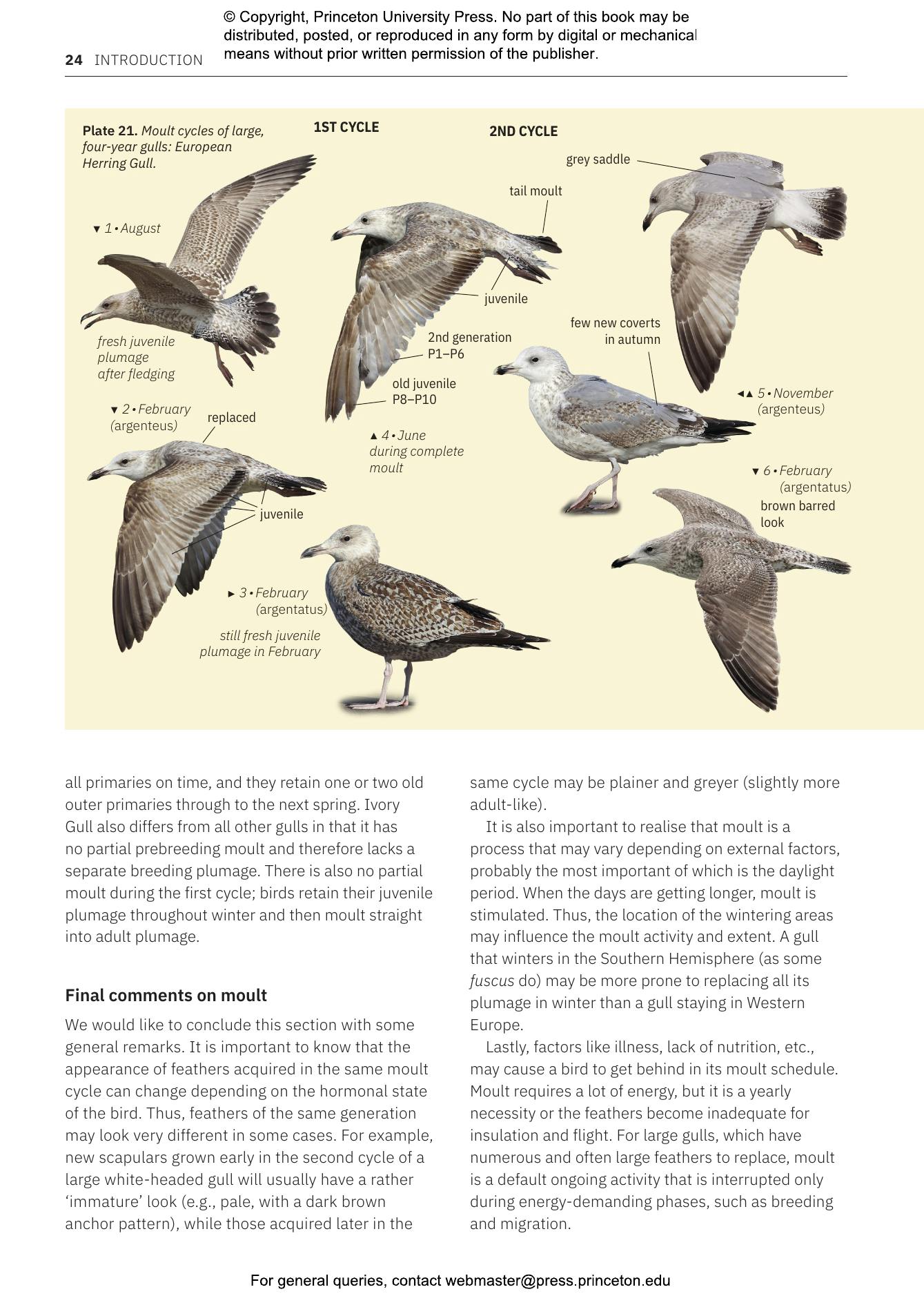 Gulls of Europe, North Africa, and the Middle East | Princeton