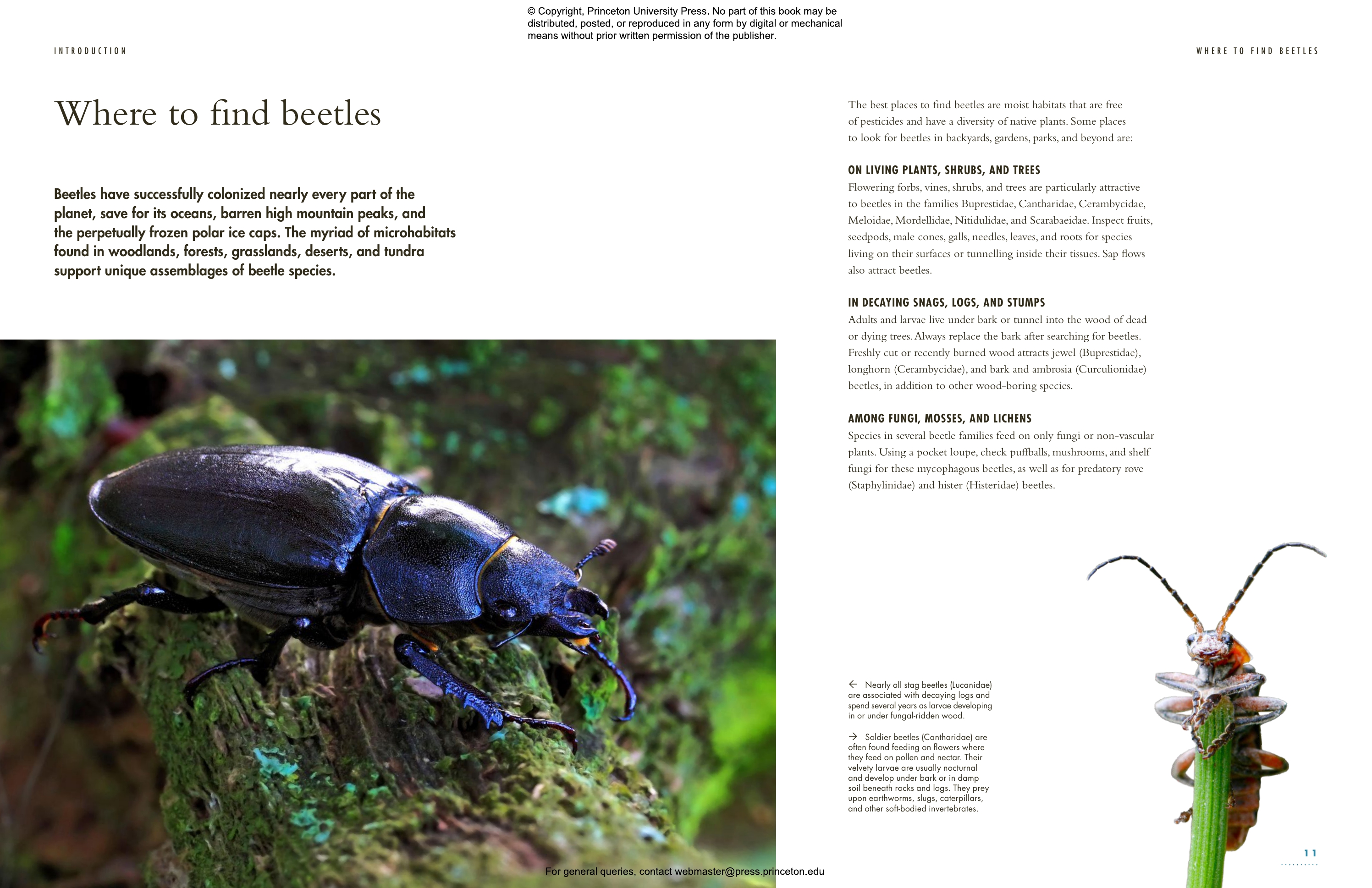 The Lives Of Beetles | Princeton University Press