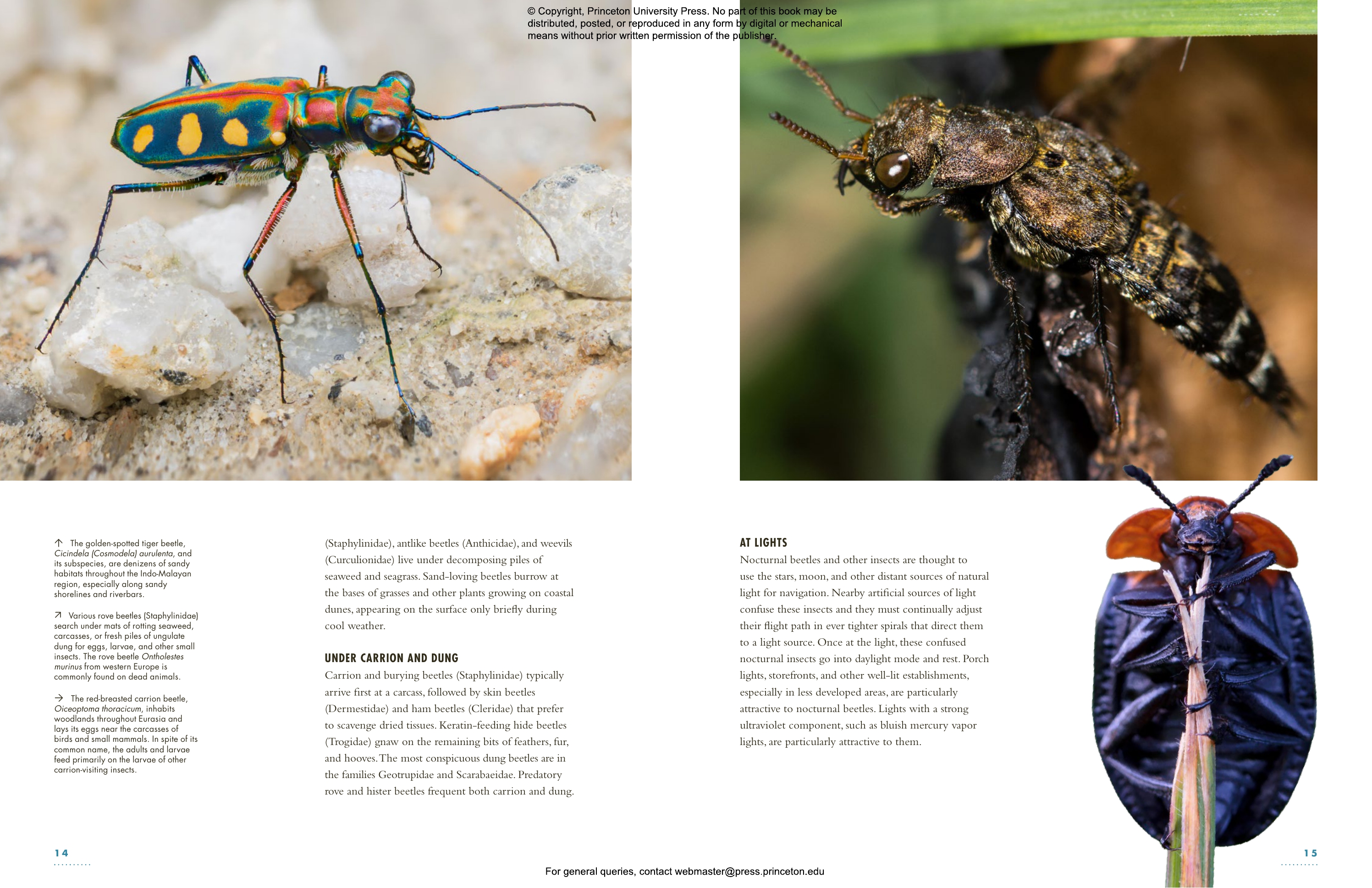 The Lives Of Beetles | Princeton University Press