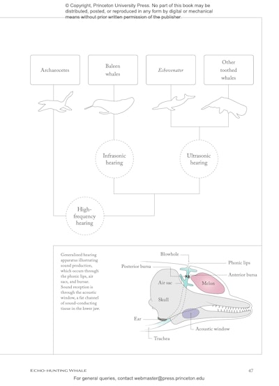 Sea Mammals | Princeton University Press