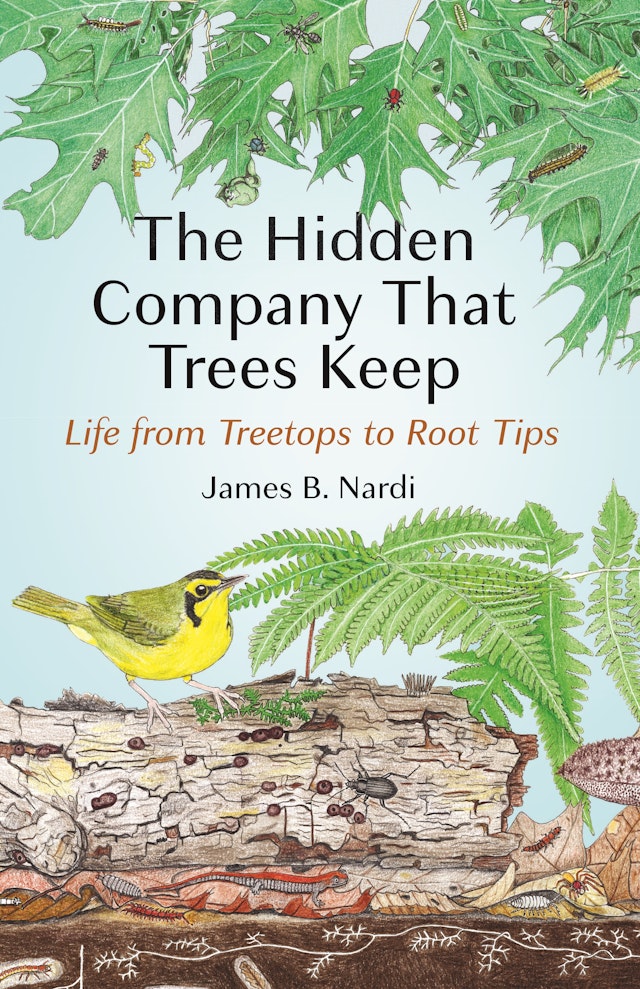 The Hidden Company That Trees Keep