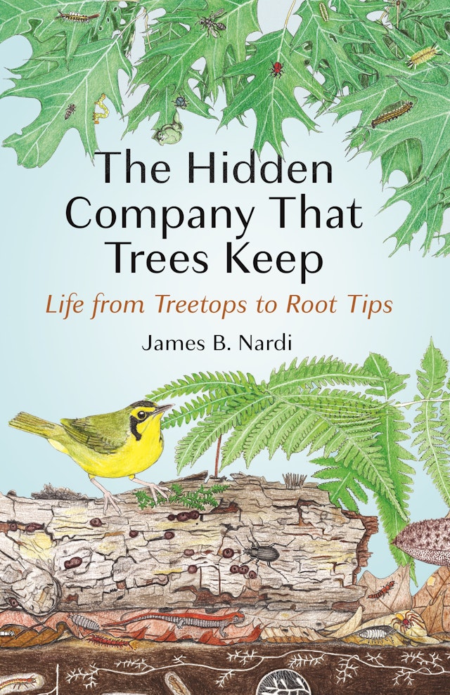 The Hidden Company That Trees Keep