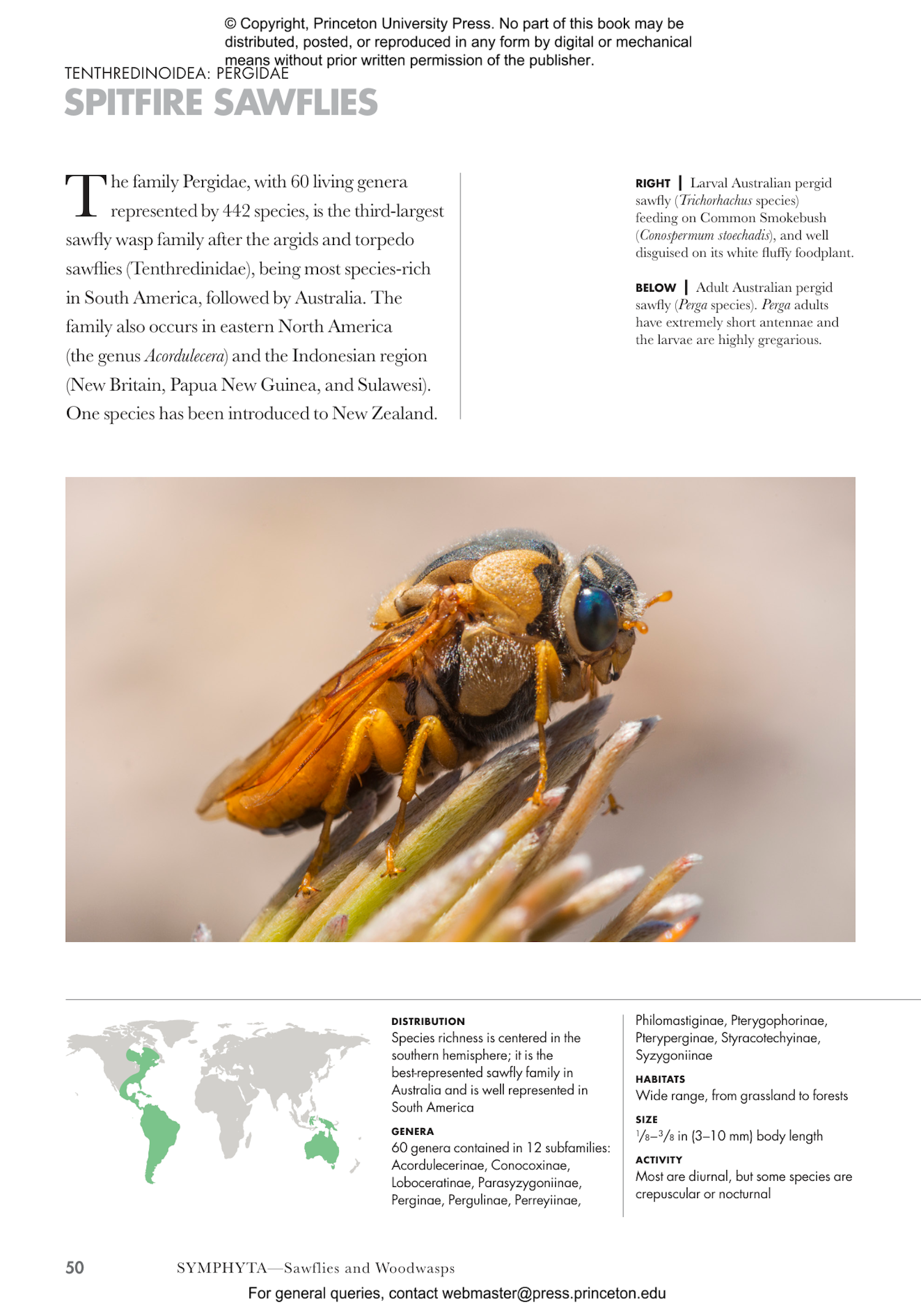 Wasps of the World | Princeton University Press