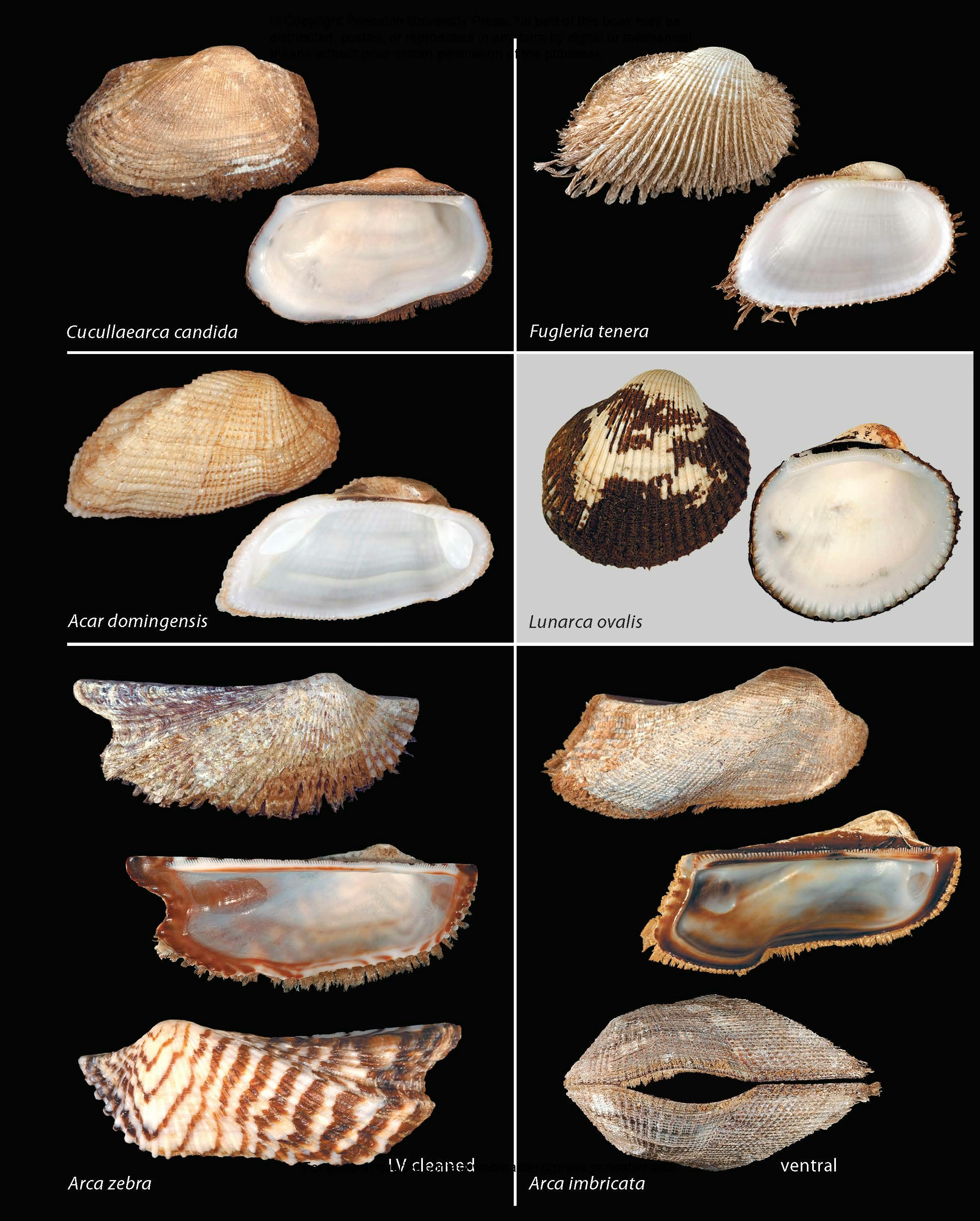 北アメリカ西部の二枚貝 専門書「Bivalve Seashells」 北アメリカ西部の二枚貝 専門書「Bivalve Seashells」 Amazon.com