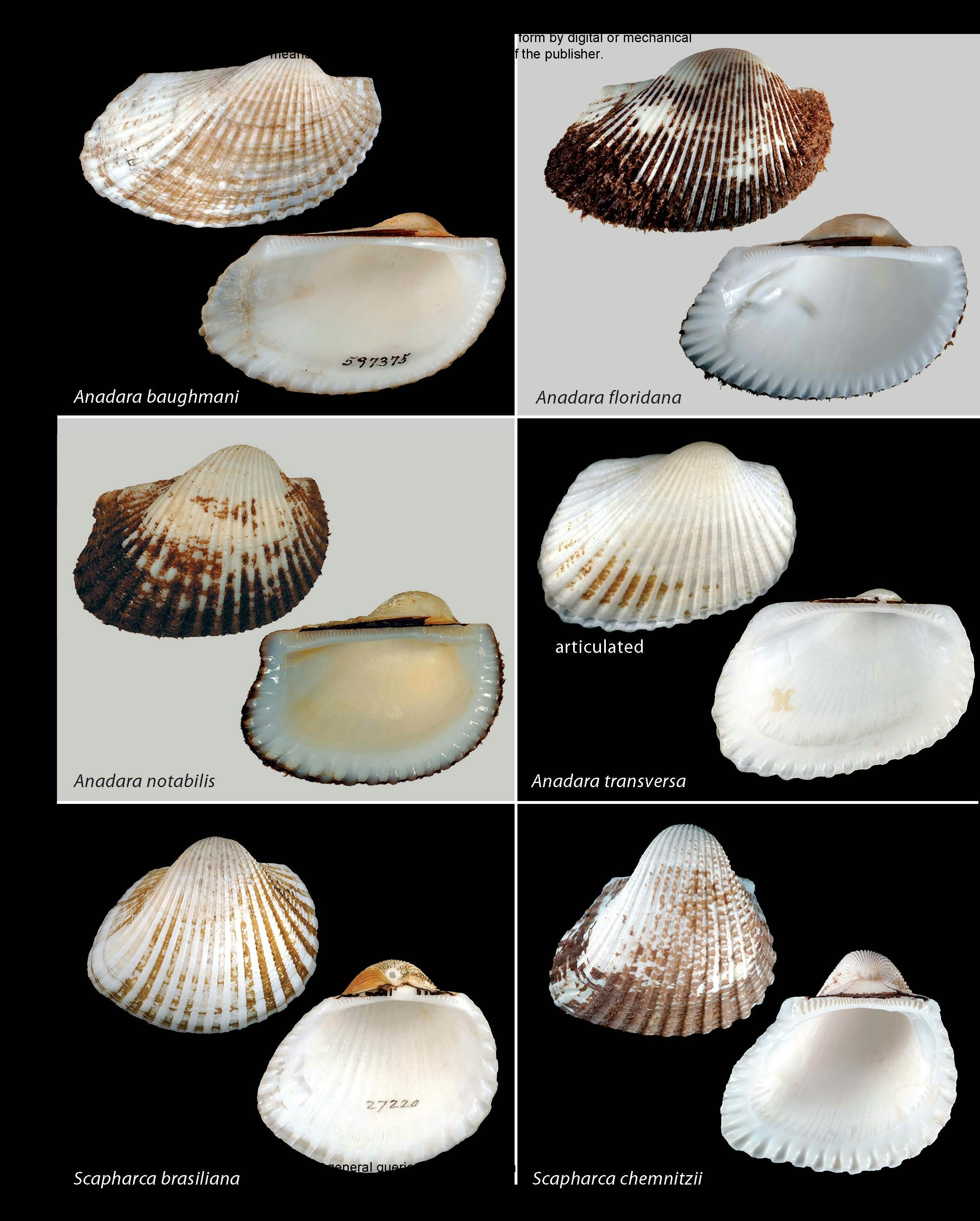 Seashells of Southern Florida | Princeton University Press