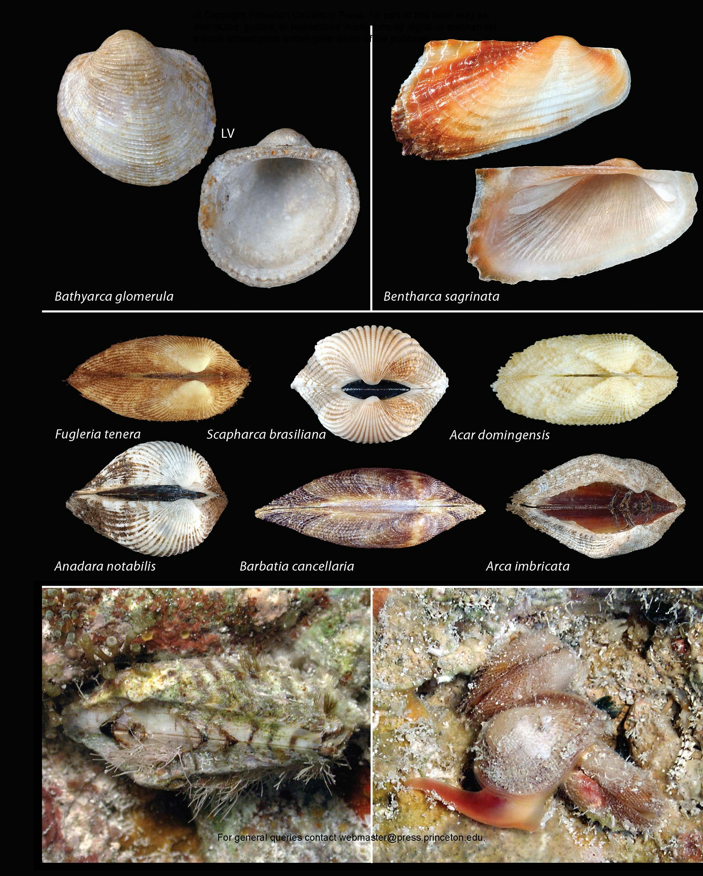 Seashells of Southern Florida | Princeton University Press