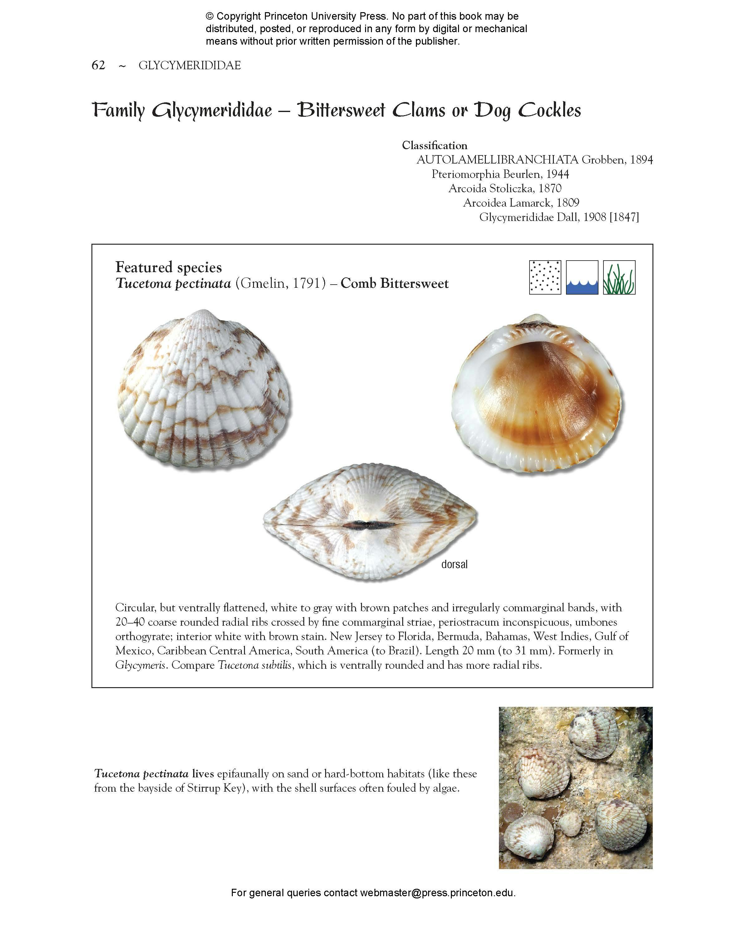 Seashells of Southern Florida | Princeton University Press
