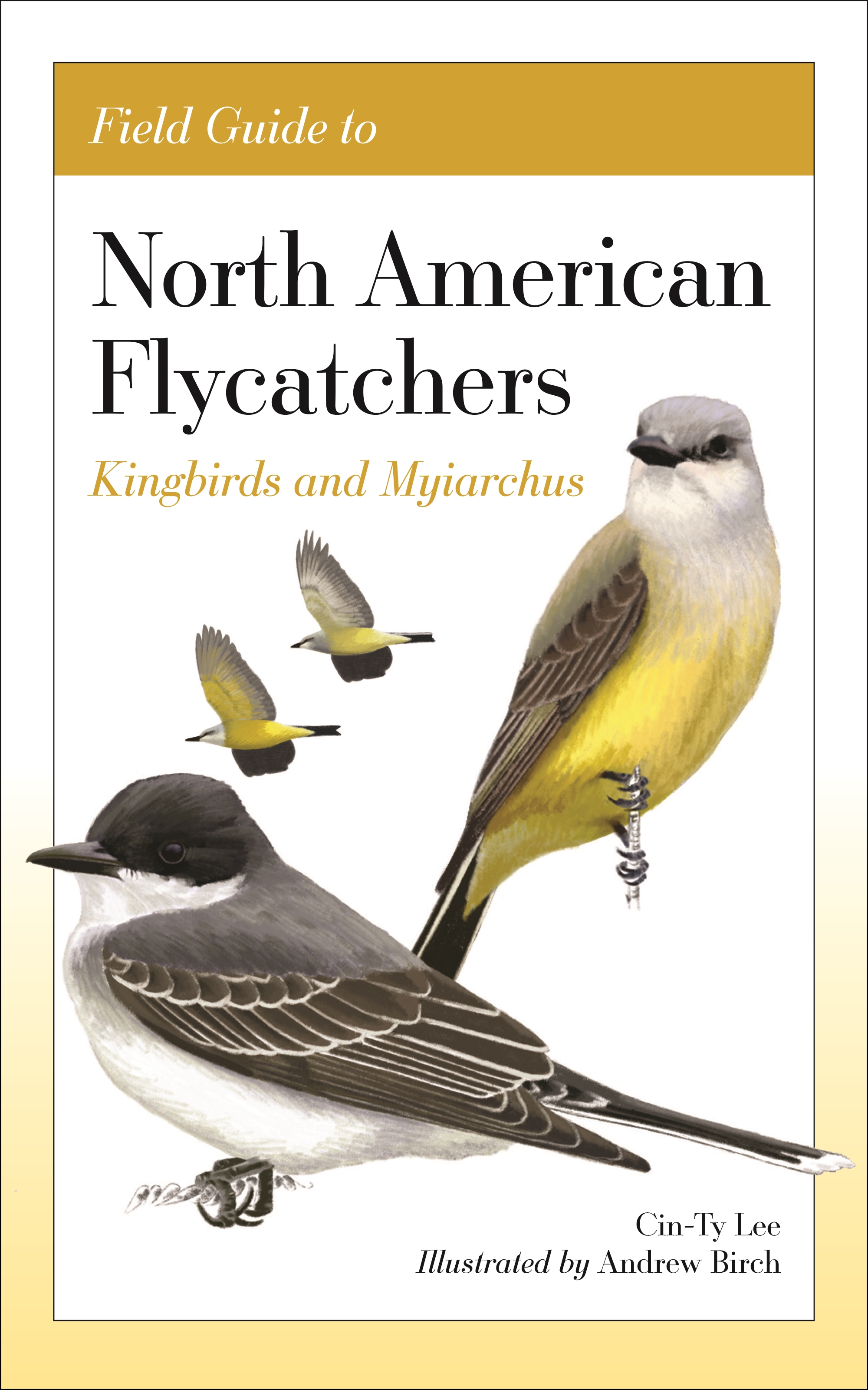 north american songbirds identification