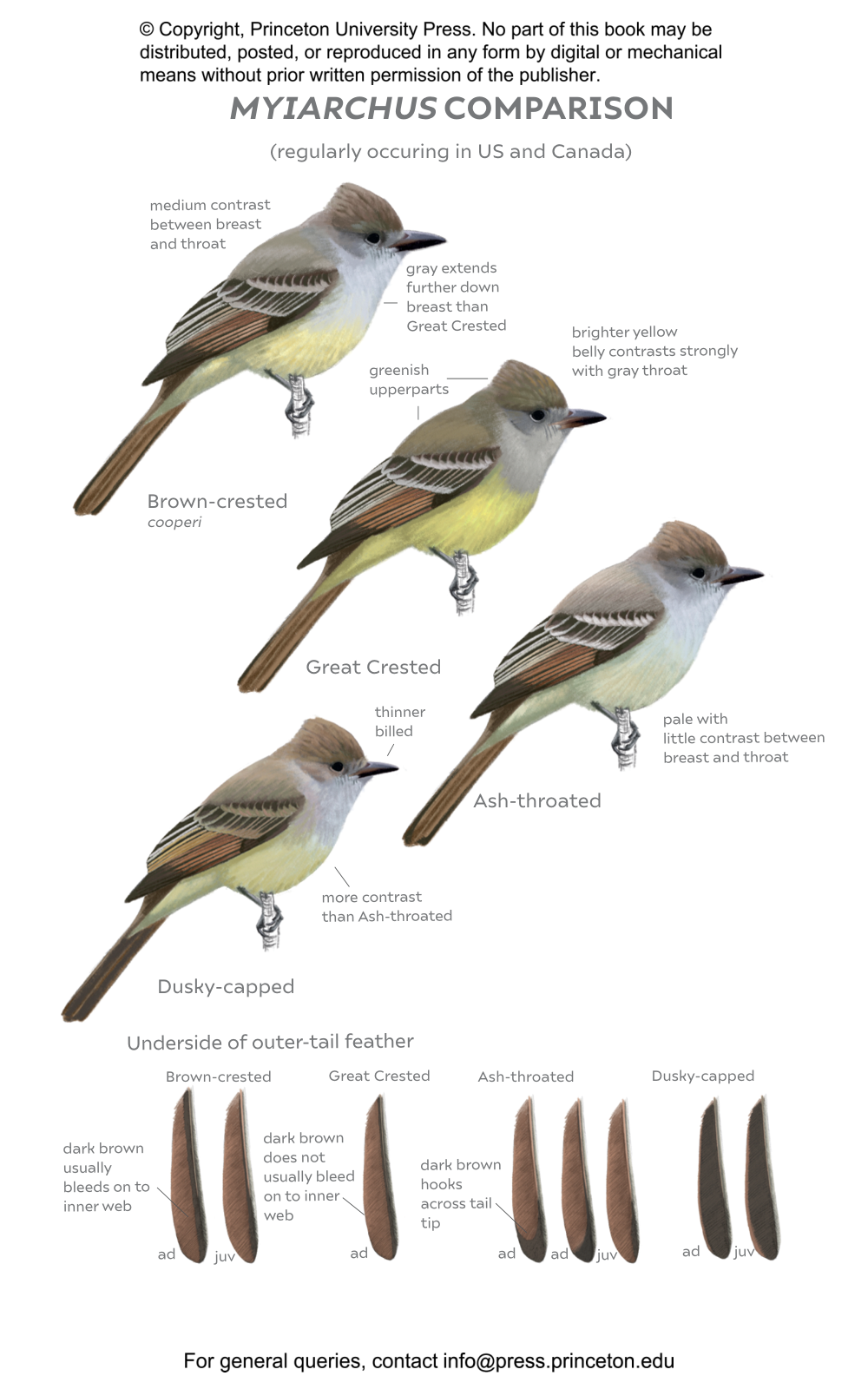 ヨヘン・レンペルト FIELD GUIDE Field Guide to North American Flycatchers | Princeton