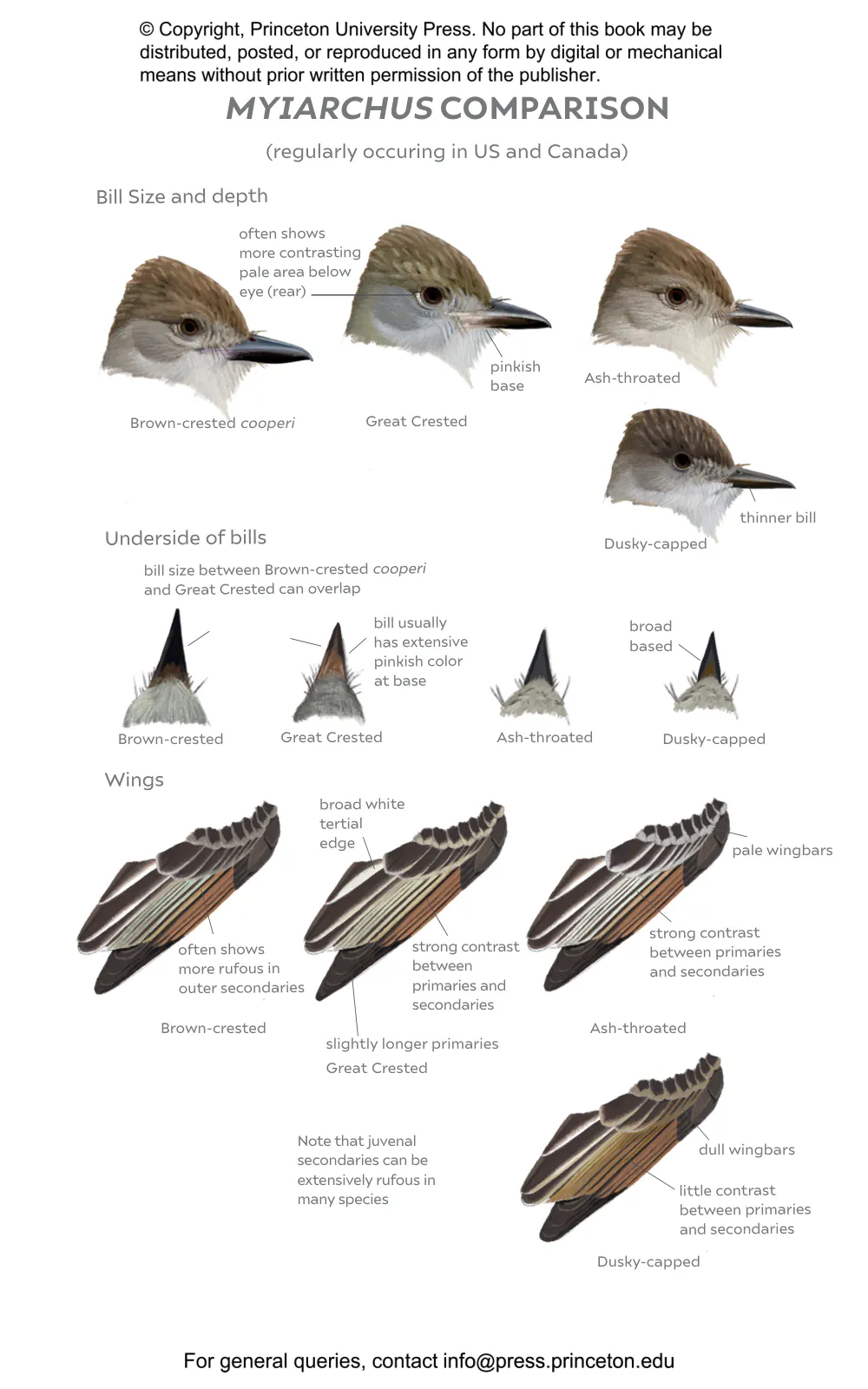 Field Guide to North American Flycatchers | Princeton University Press
