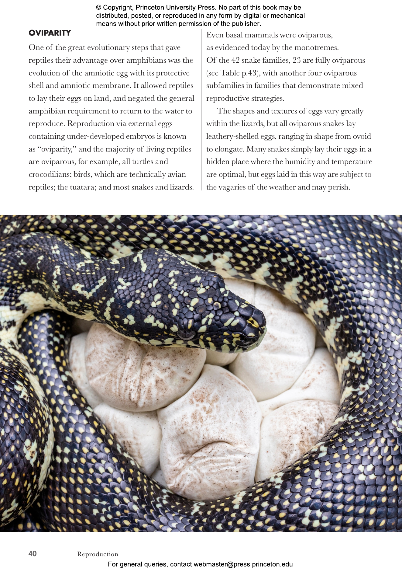 Snakes Of The World | Princeton University Press