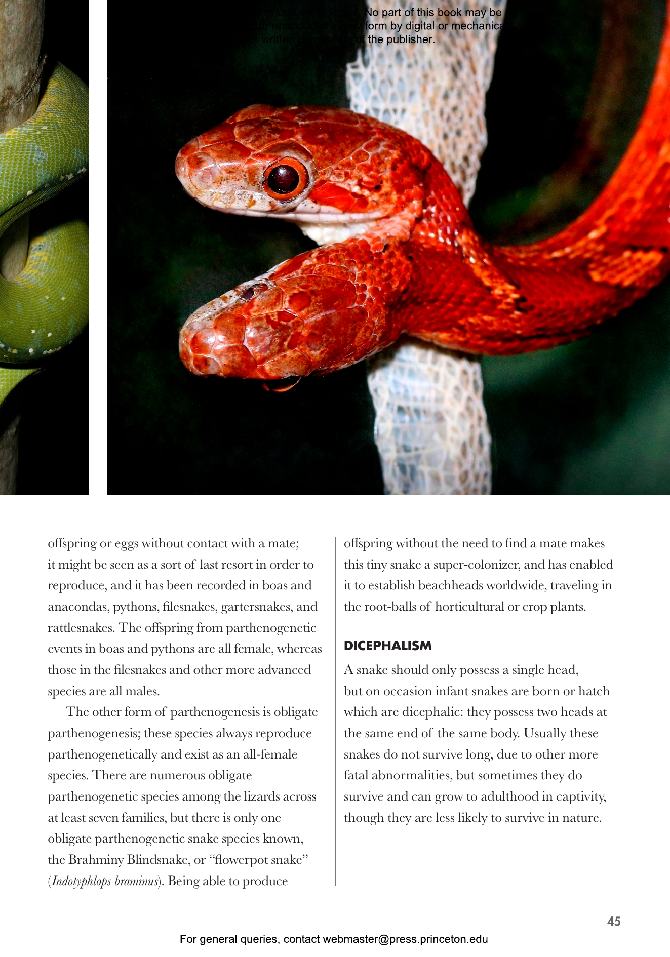 Snakes Of The World | Princeton University Press