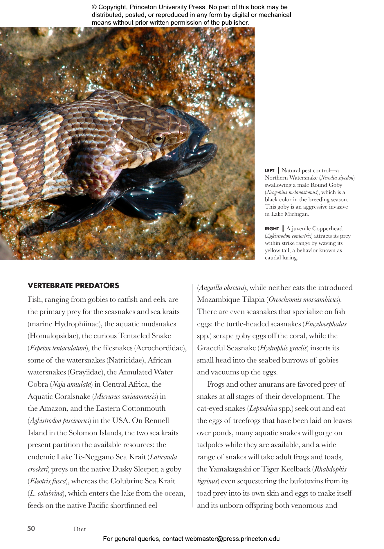 Snakes of the World  Princeton University Press
