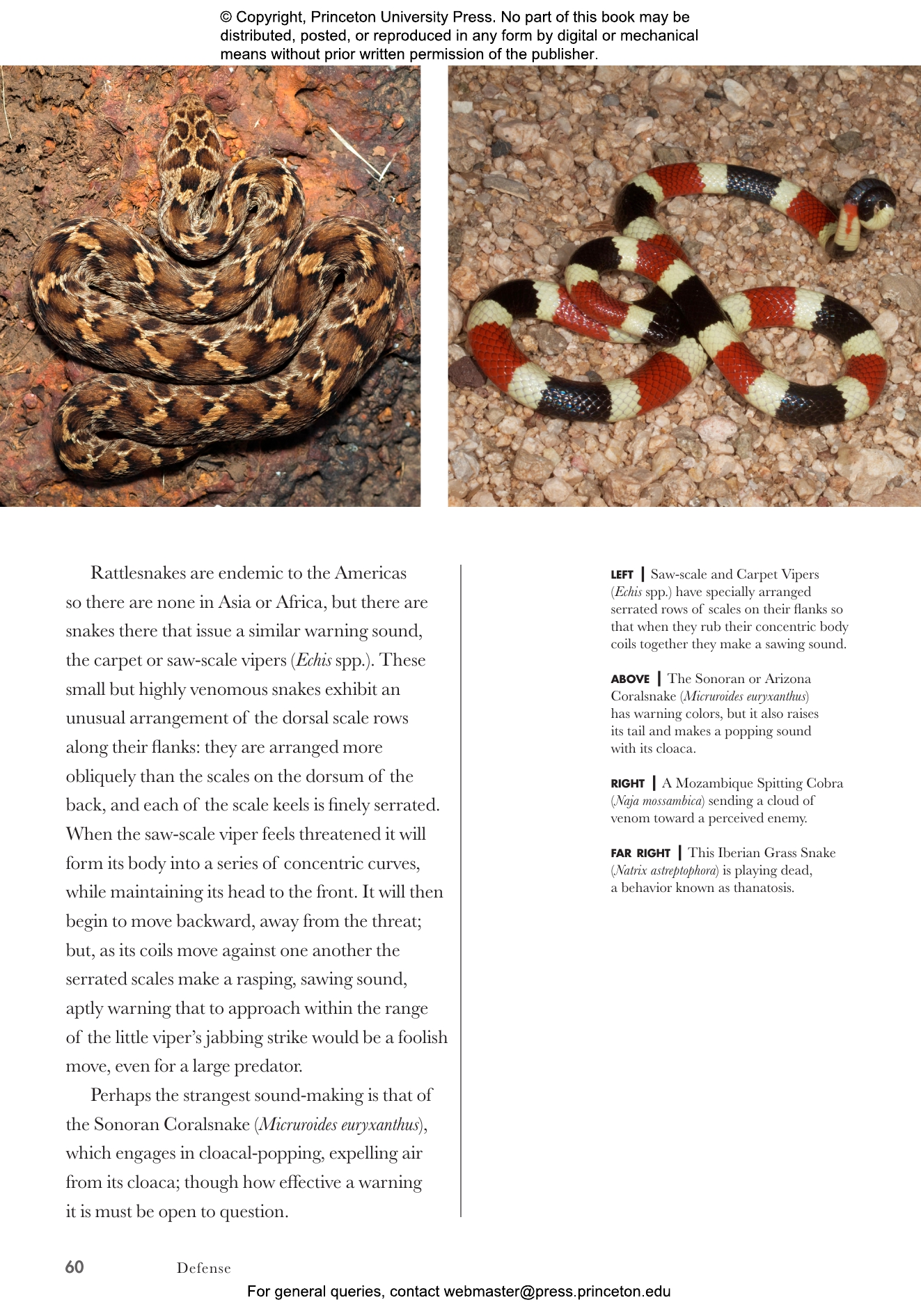 Snakes Of The World | Princeton University Press