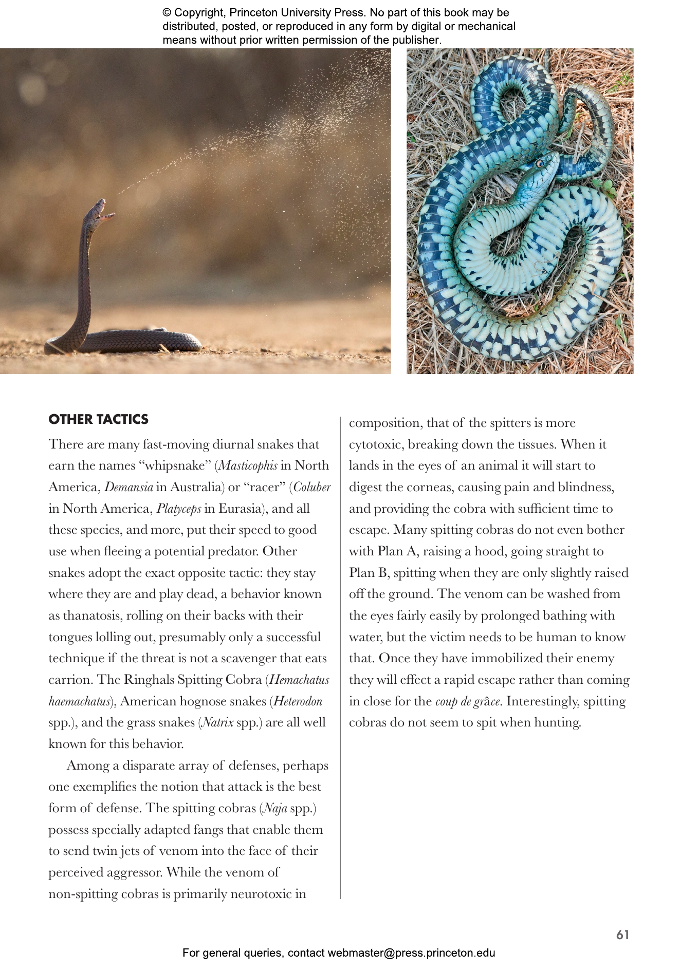 Snakes Of The World | Princeton University Press