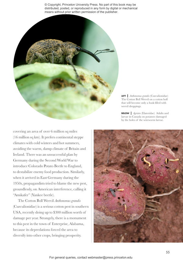 beetles-of-the-world-princeton-university-press