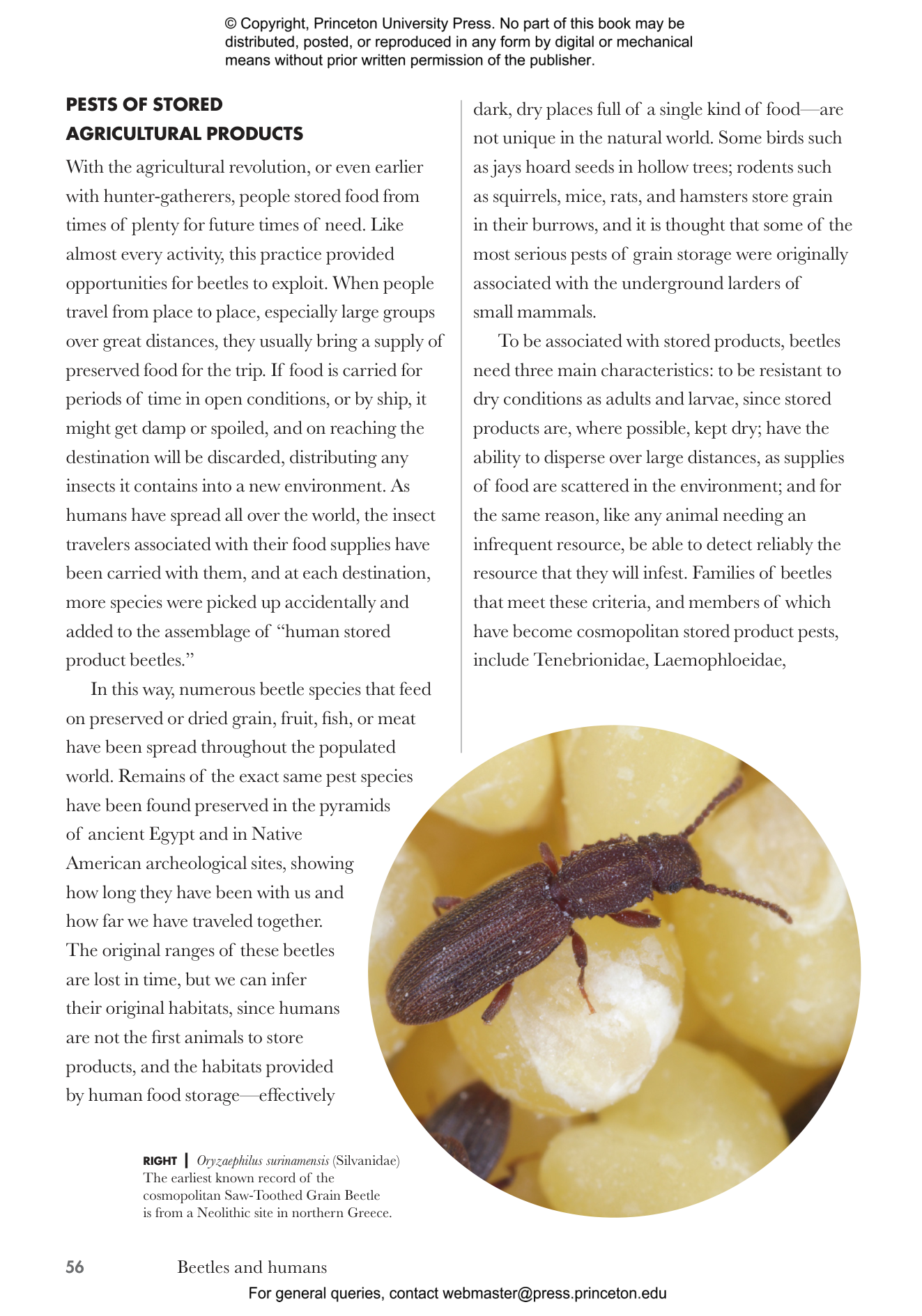La Beetle 5C (2011–2019): une véritable œuvre d'art