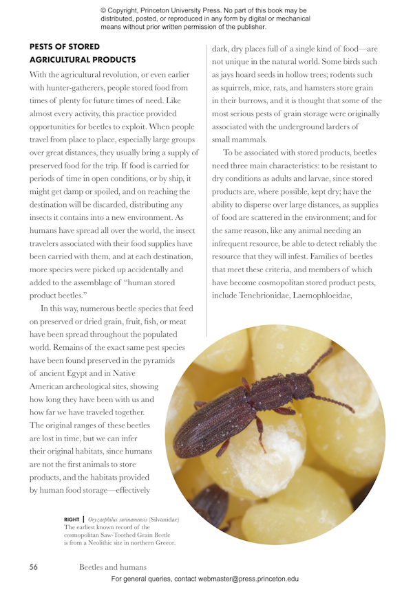 beetles-of-the-world-princeton-university-press