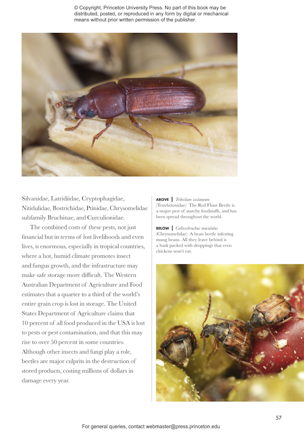 beetles-of-the-world-princeton-university-press