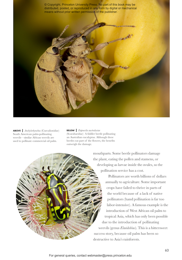 beetles-of-the-world-princeton-university-press