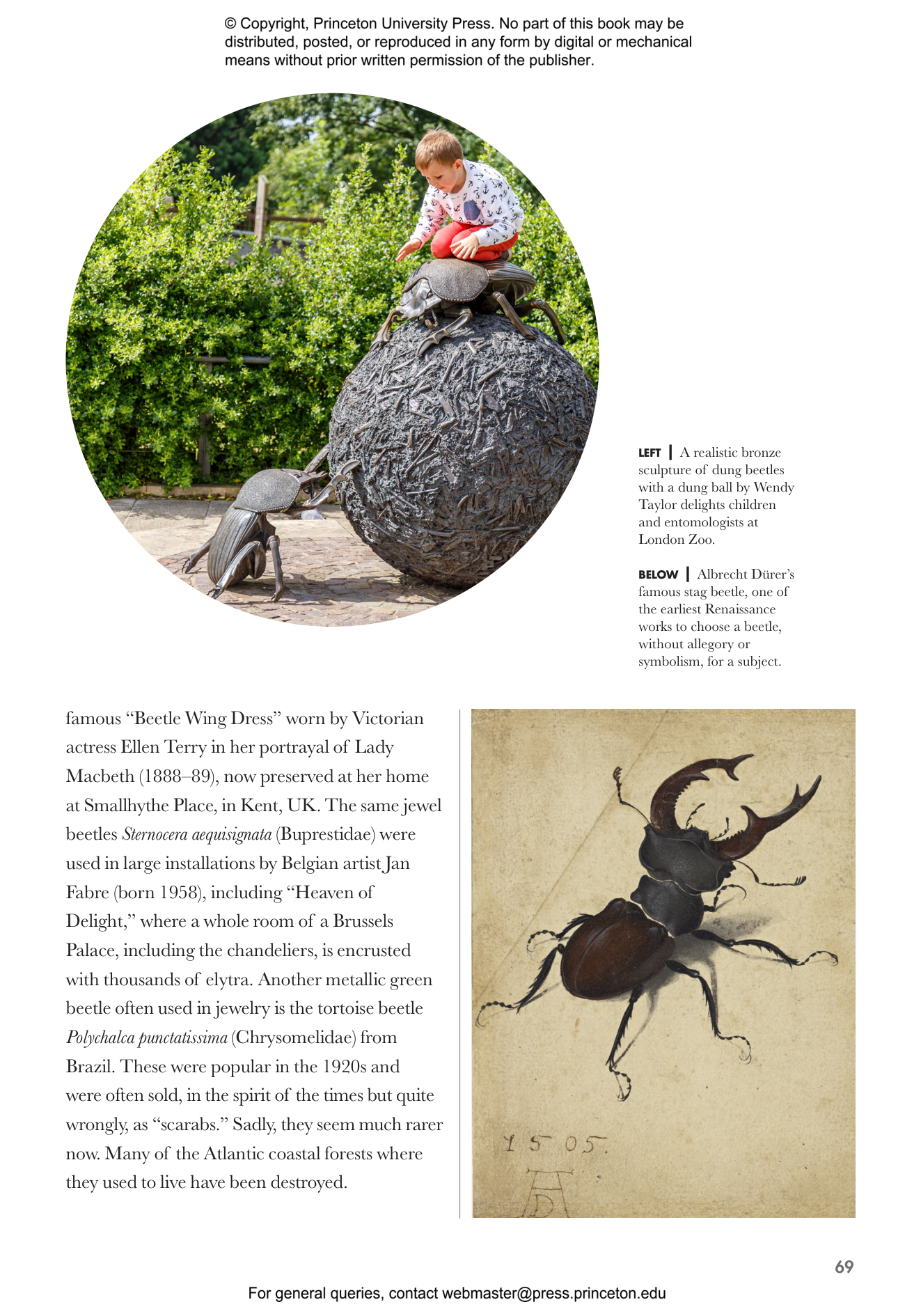 Stag beetle – The Lawrence Hall of Science