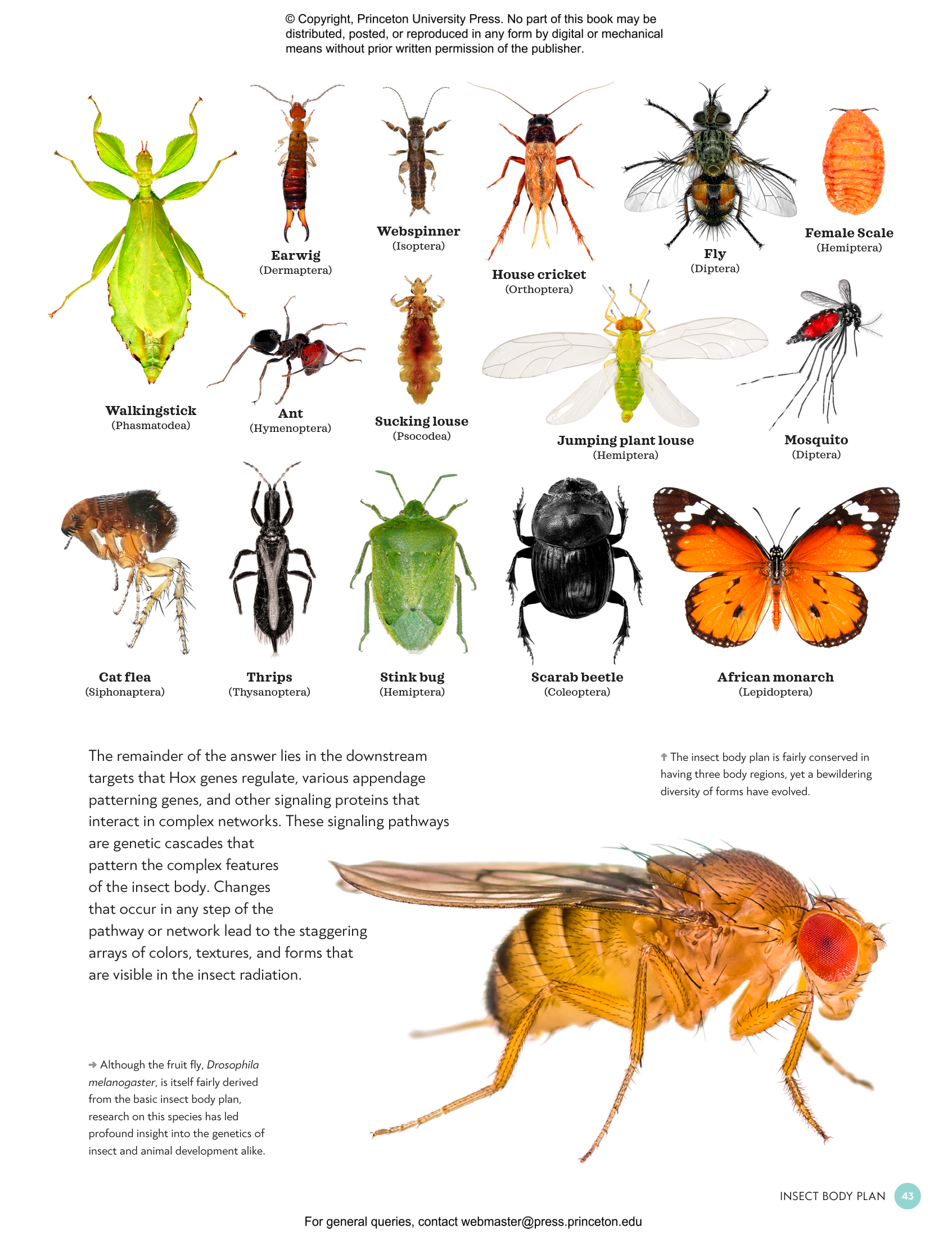 洋書 The Evolution of Insect Mating Systems 9780521589765i.jpg