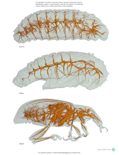 The Complete Insect | Princeton University Press