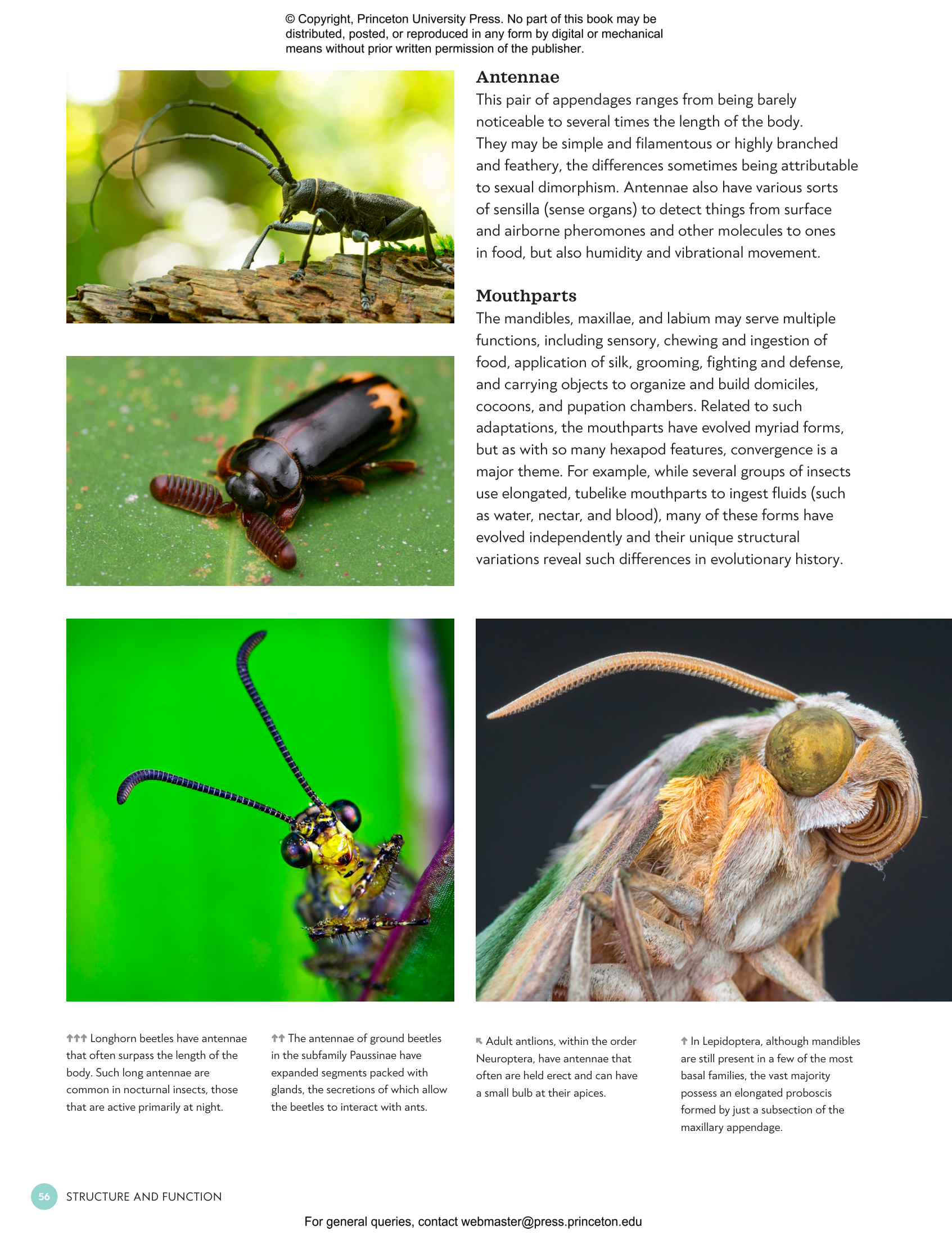 The Complete Insect | Princeton University Press