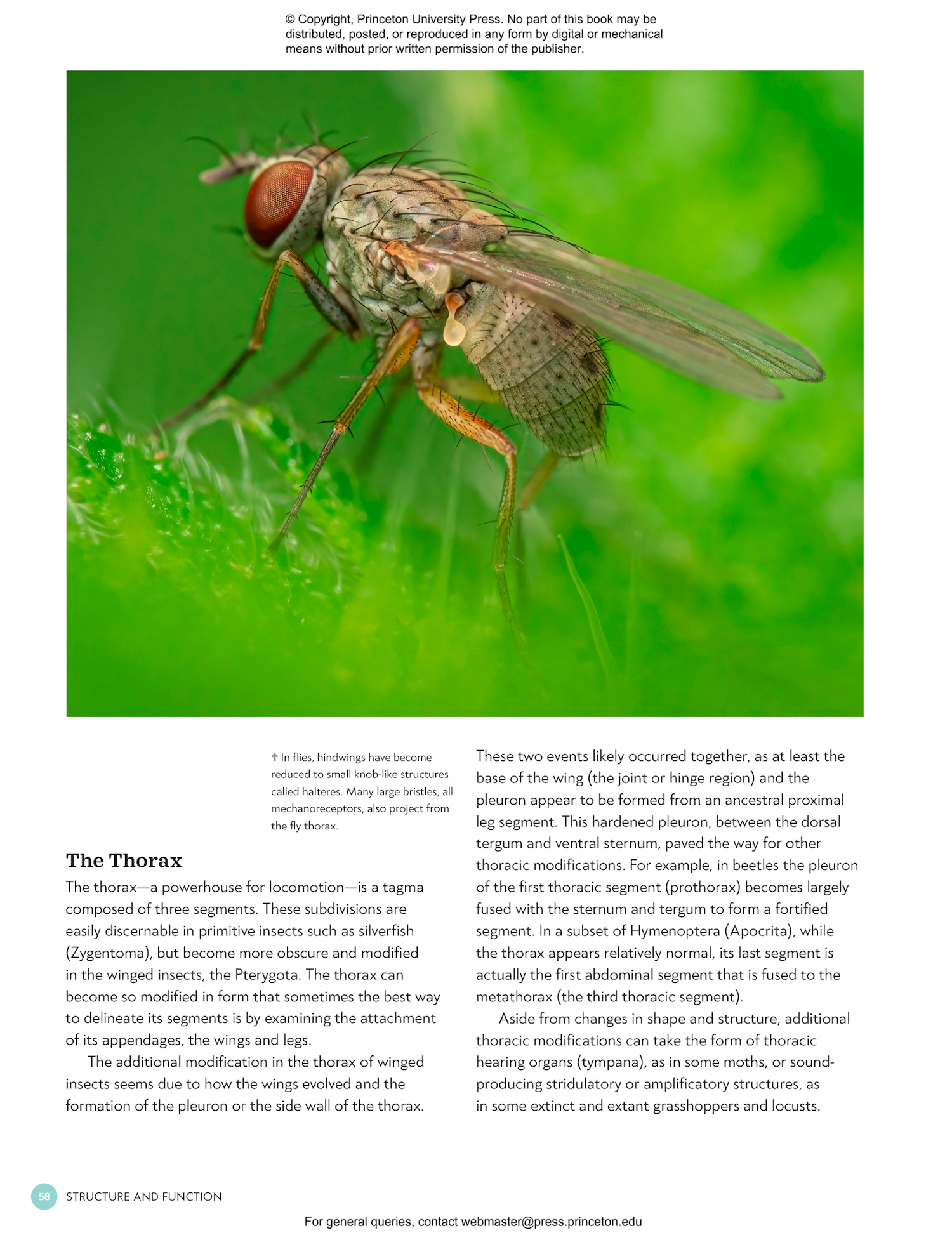 the-complete-insect-princeton-university-press