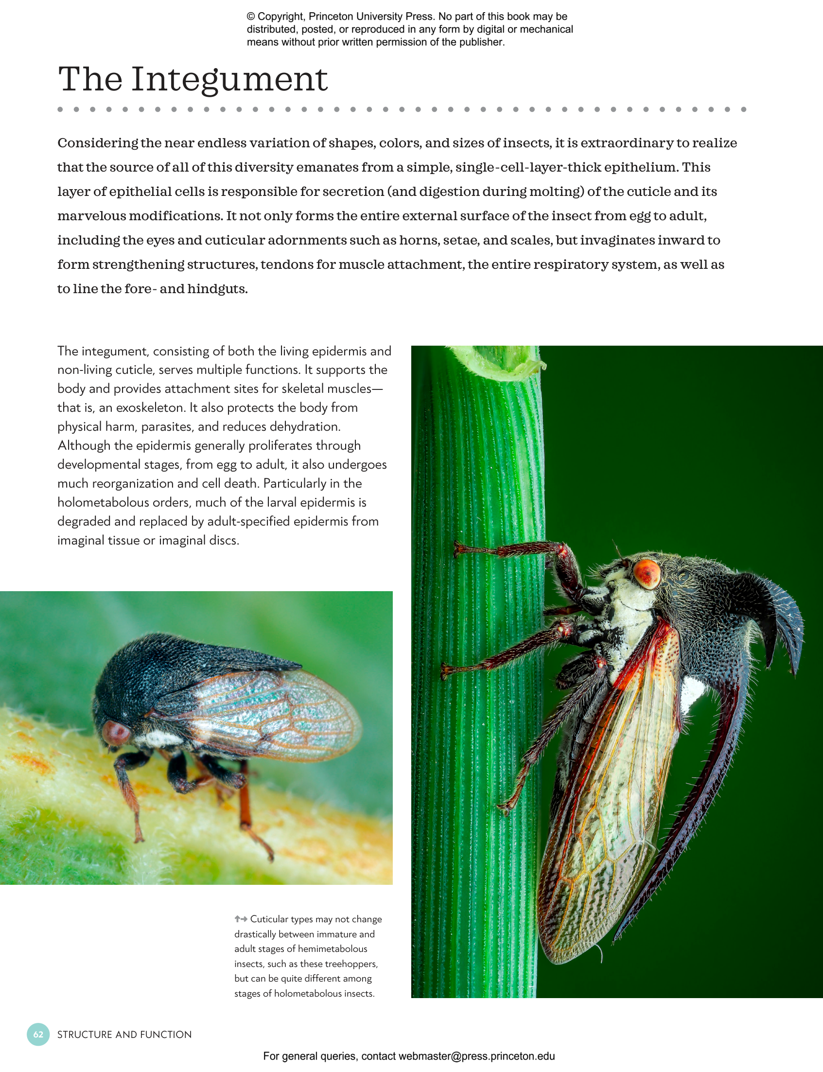 The Complete Insect | Princeton University Press