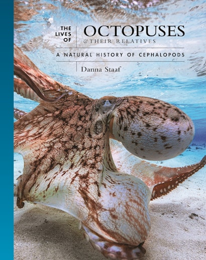 The Lives of Octopuses and Their Relatives