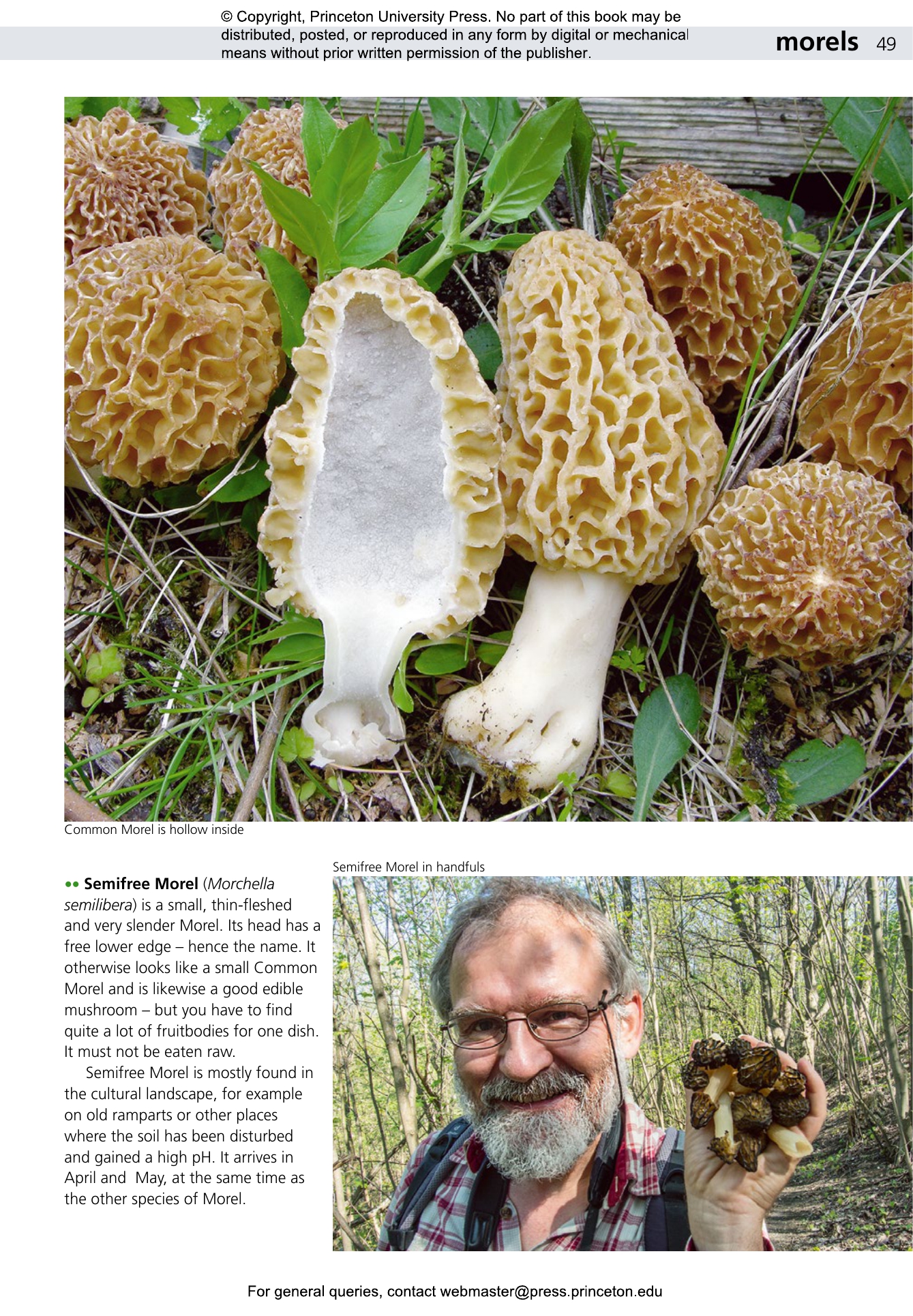 Edible Fungi of Britain and Northern Europe | Princeton