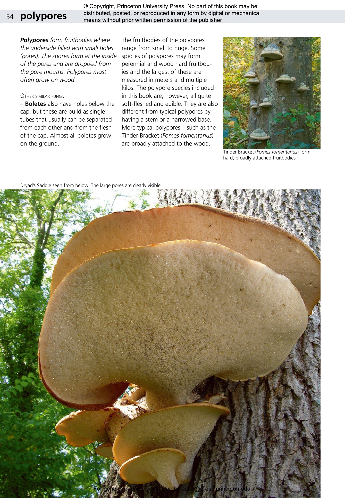 洋書　きのこ図鑑　Poroid fungi of Europe 洋書 きのこ図鑑 Poroid fungi of Europe