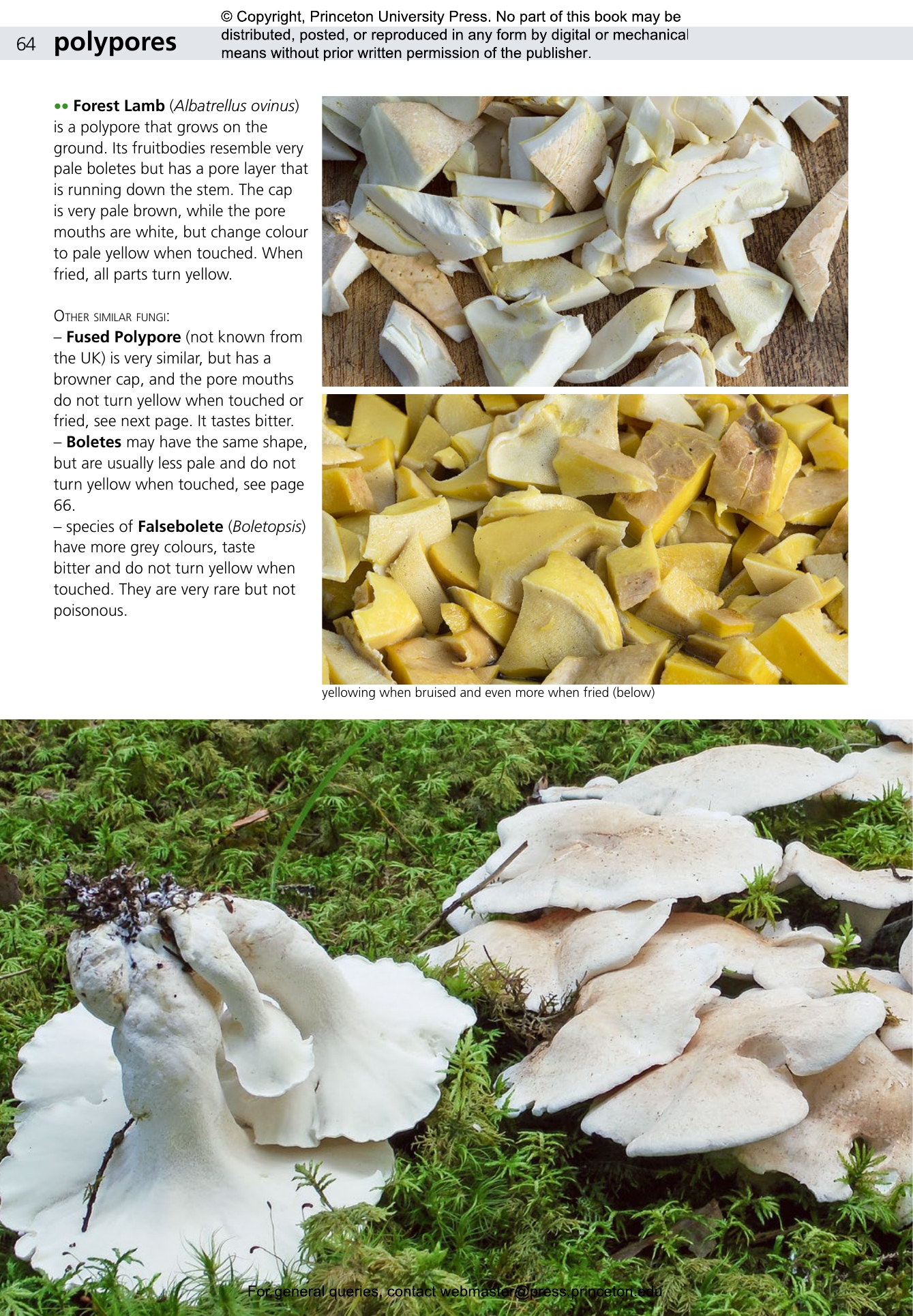洋書　きのこ図鑑　Poroid fungi of Europe Poroid Fungi of Europe (Synopsis Fungorum Vol. 37) by