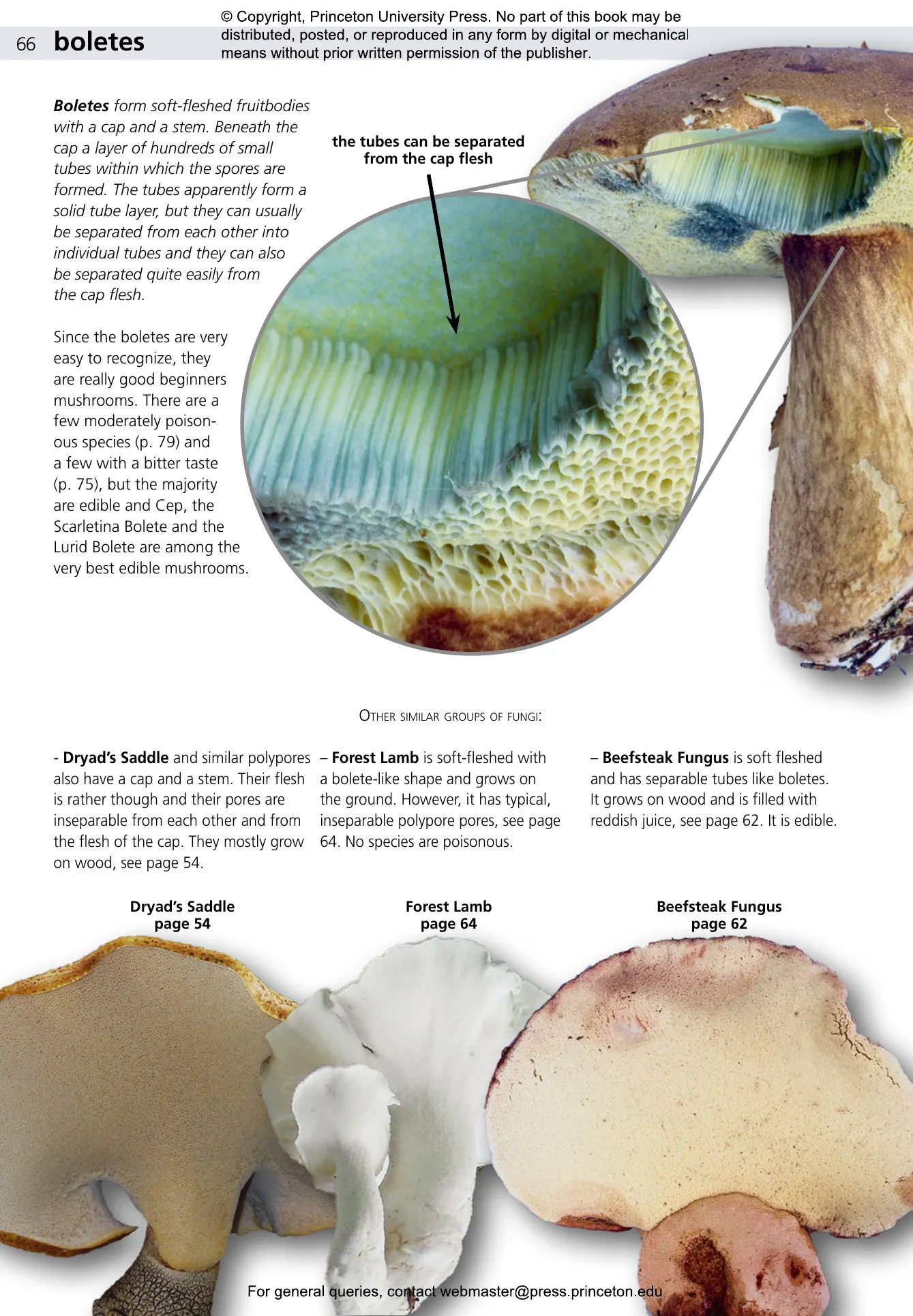 Edible Fungi of Britain and Northern Europe | Princeton University