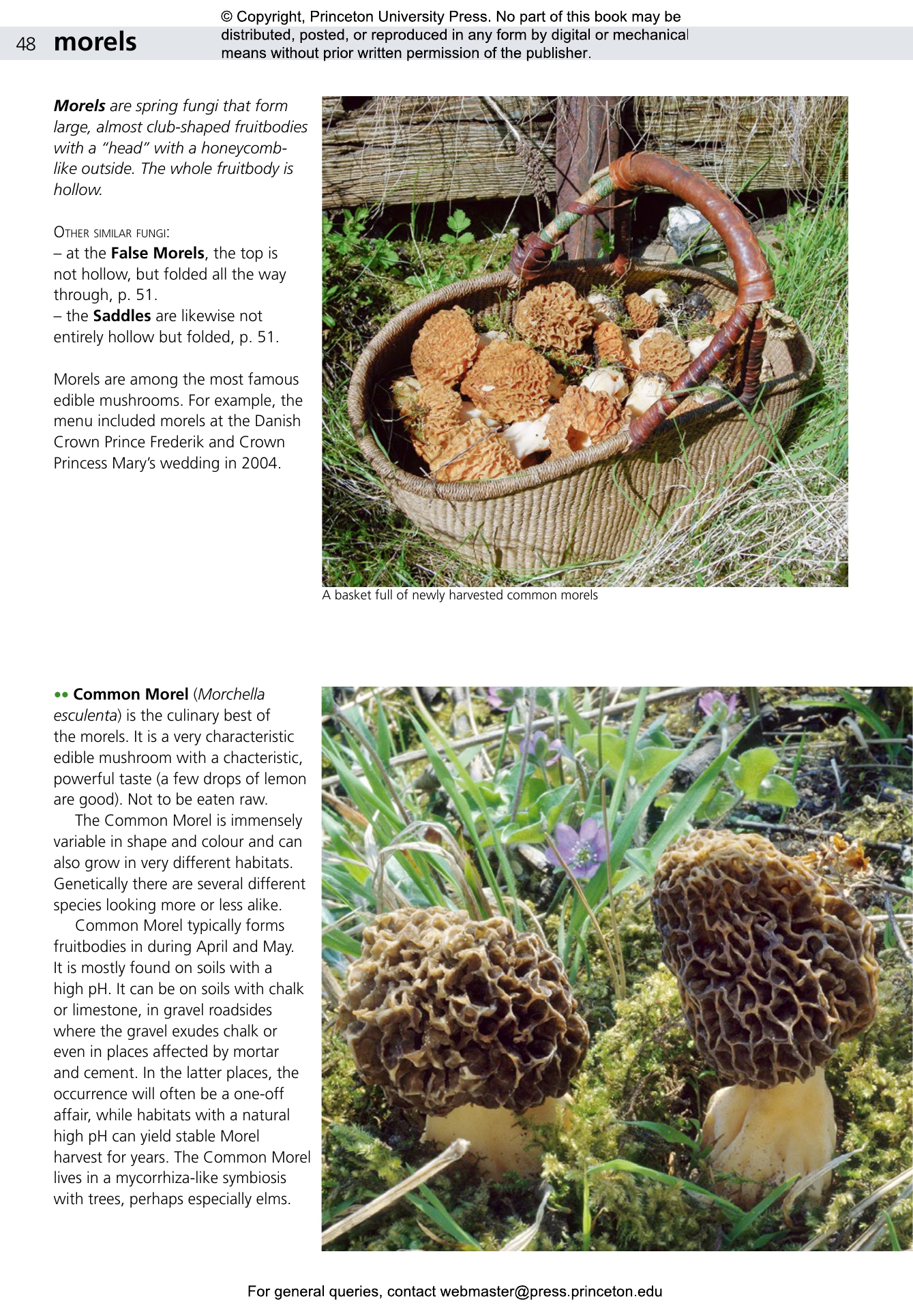 洋書　きのこ図鑑　Poroid fungi of Europe MykoWeb—Book Review