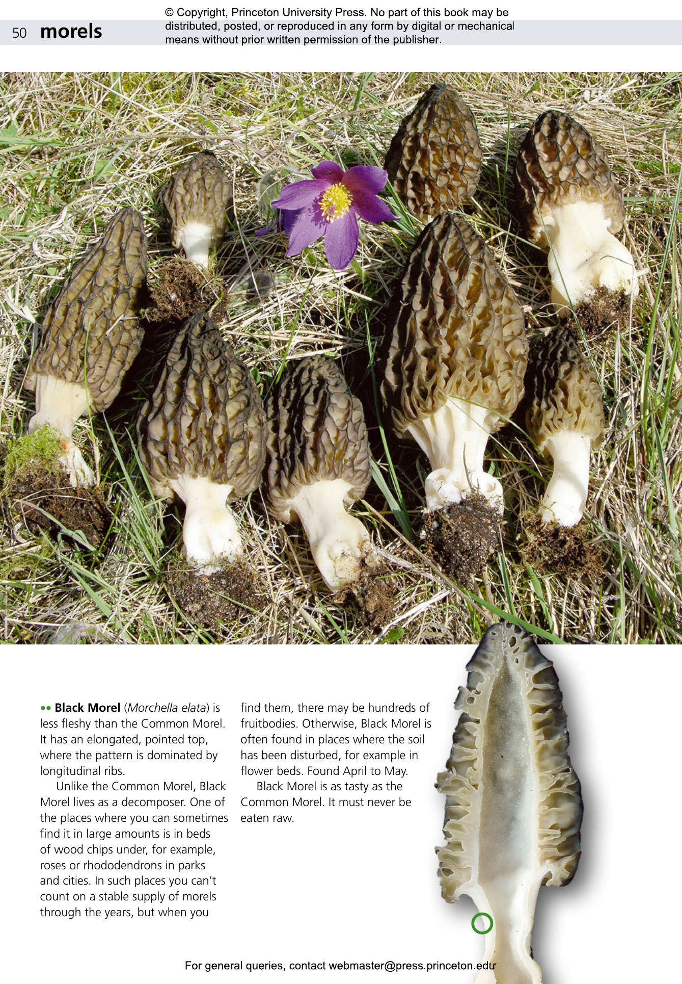 洋書　きのこ図鑑　Poroid fungi of Europe MykoWeb—Book Review