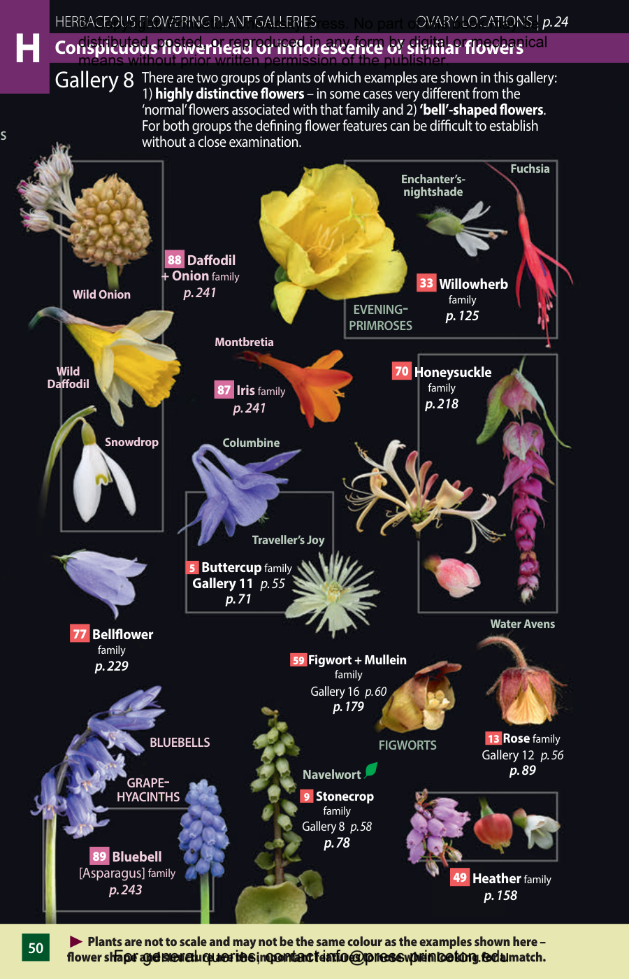 BRITISH WILD FLOWERS CONSIDERED IN RELATION TO INSECTS