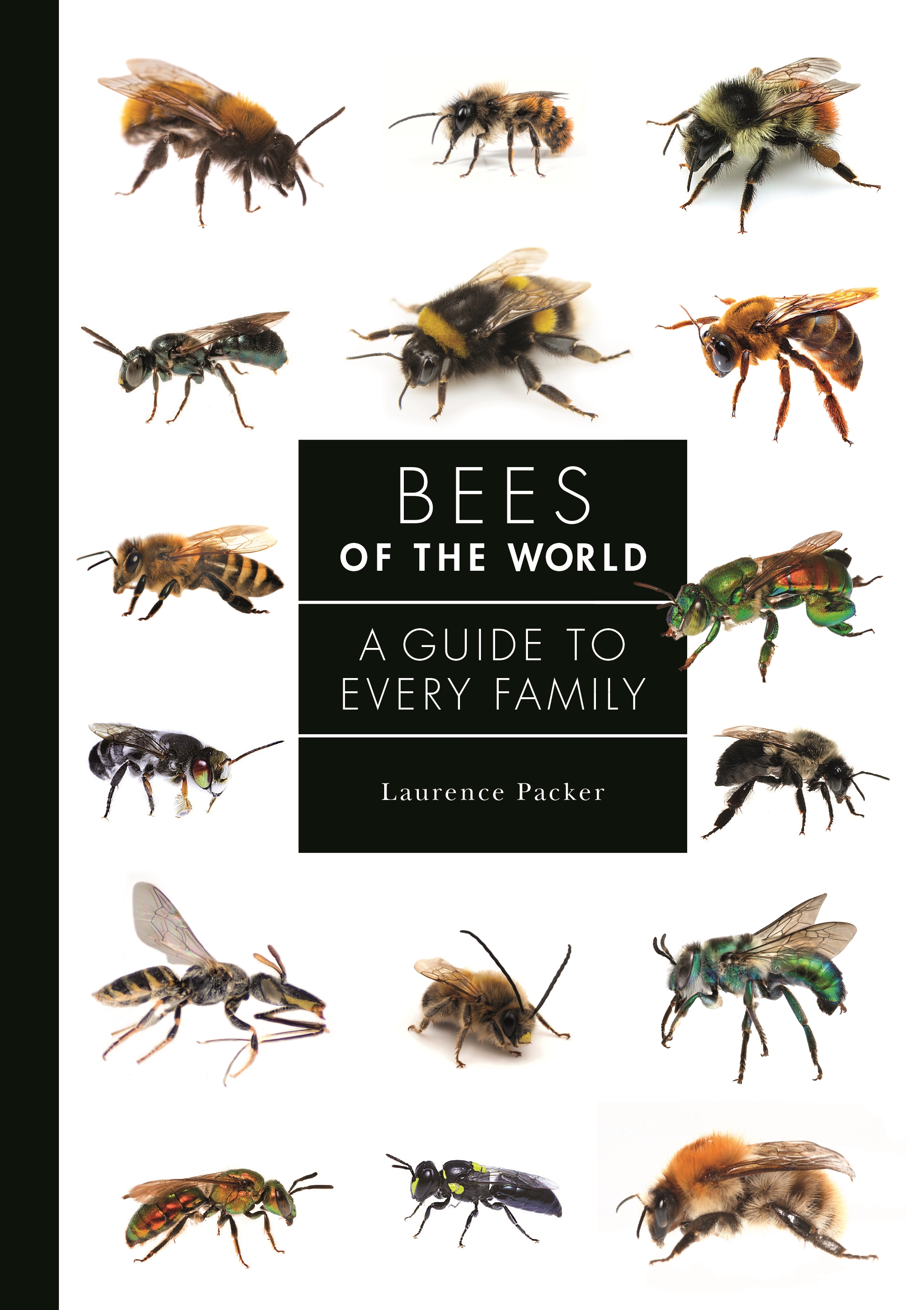 Anatomy Of A Honey Bee - Beginner's Guide Bee Professor