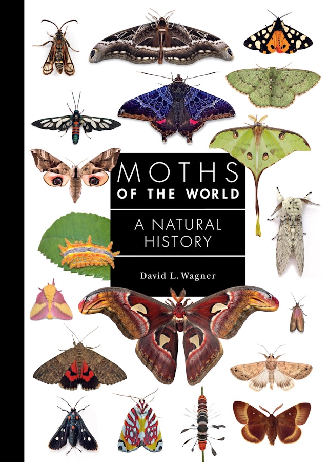 Moths of the World