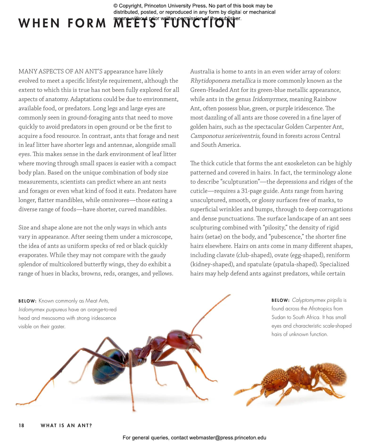 Ants | Princeton University Press