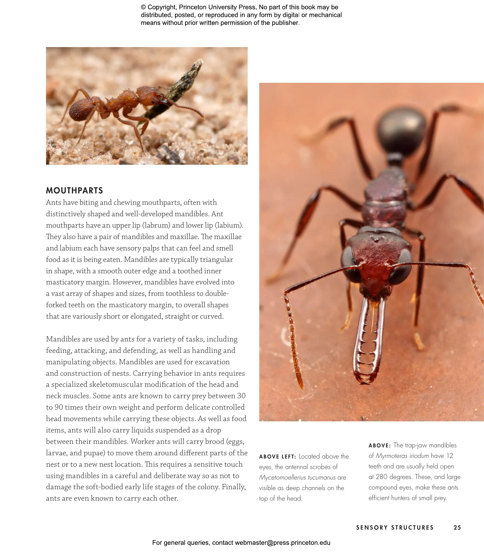 Ants | Princeton University Press