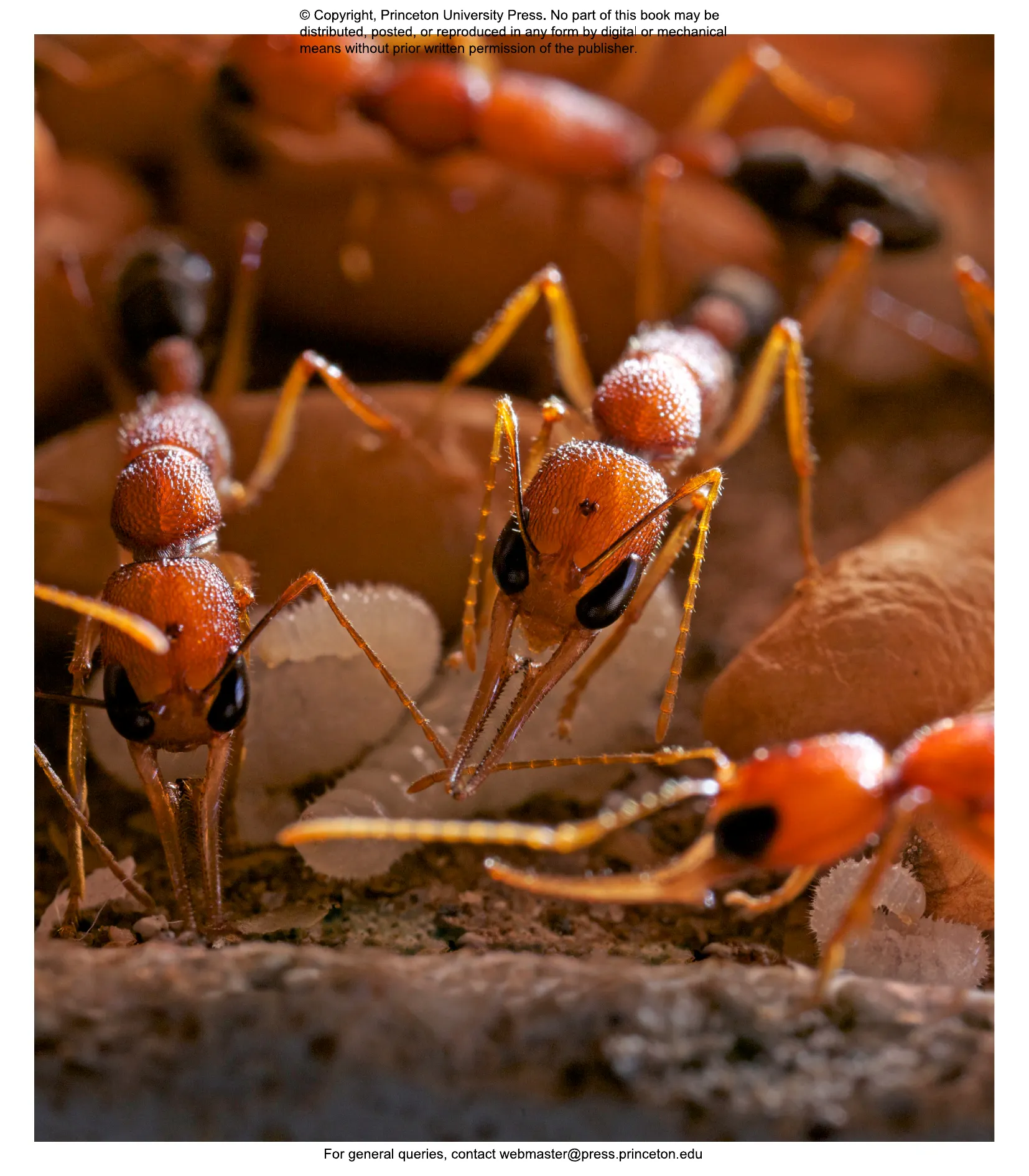 Ants | Princeton University Press
